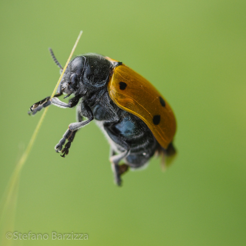 Olympus OM-D E-M1 + Sigma 105mm F2.8 EX DG Macro sample photo. Appeso a un filo photography