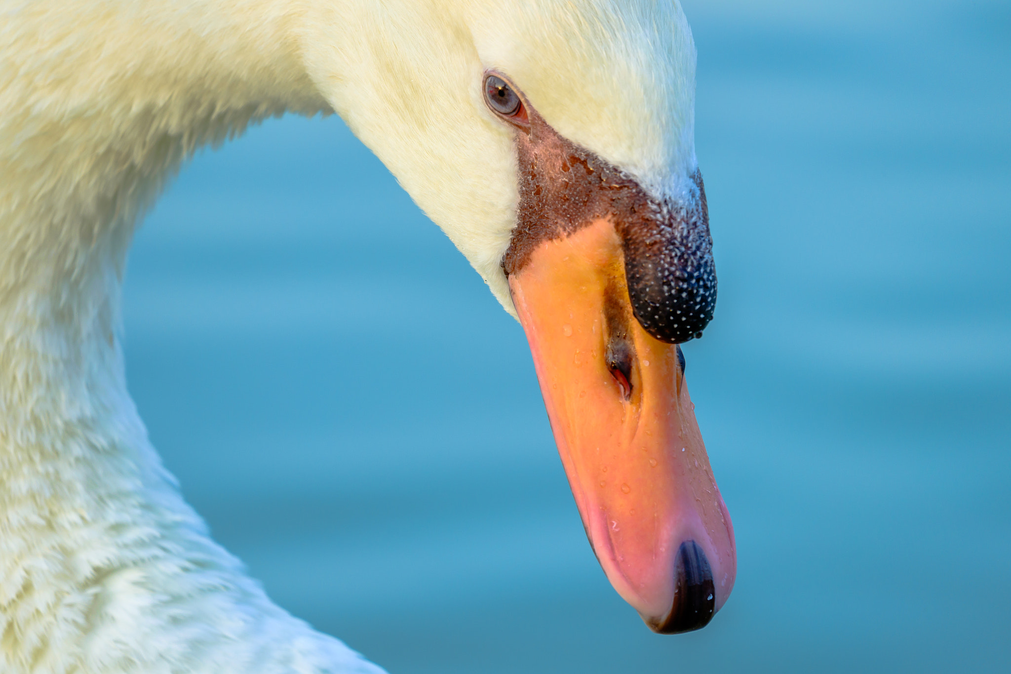 Fujifilm X-A1 + Fujifilm XC 50-230mm F4.5-6.7 OIS sample photo. Close up swan  photography