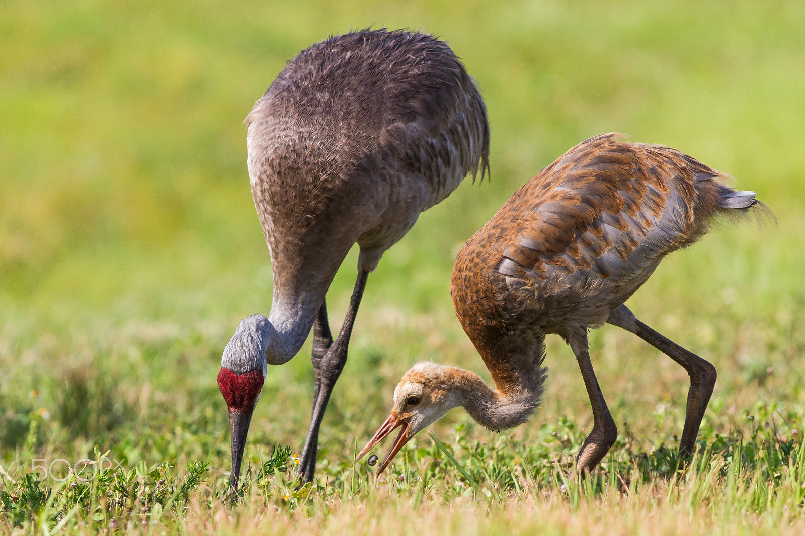 Canon EOS 7D + Canon EF 300mm f/2.8L sample photo. Catching worms photography