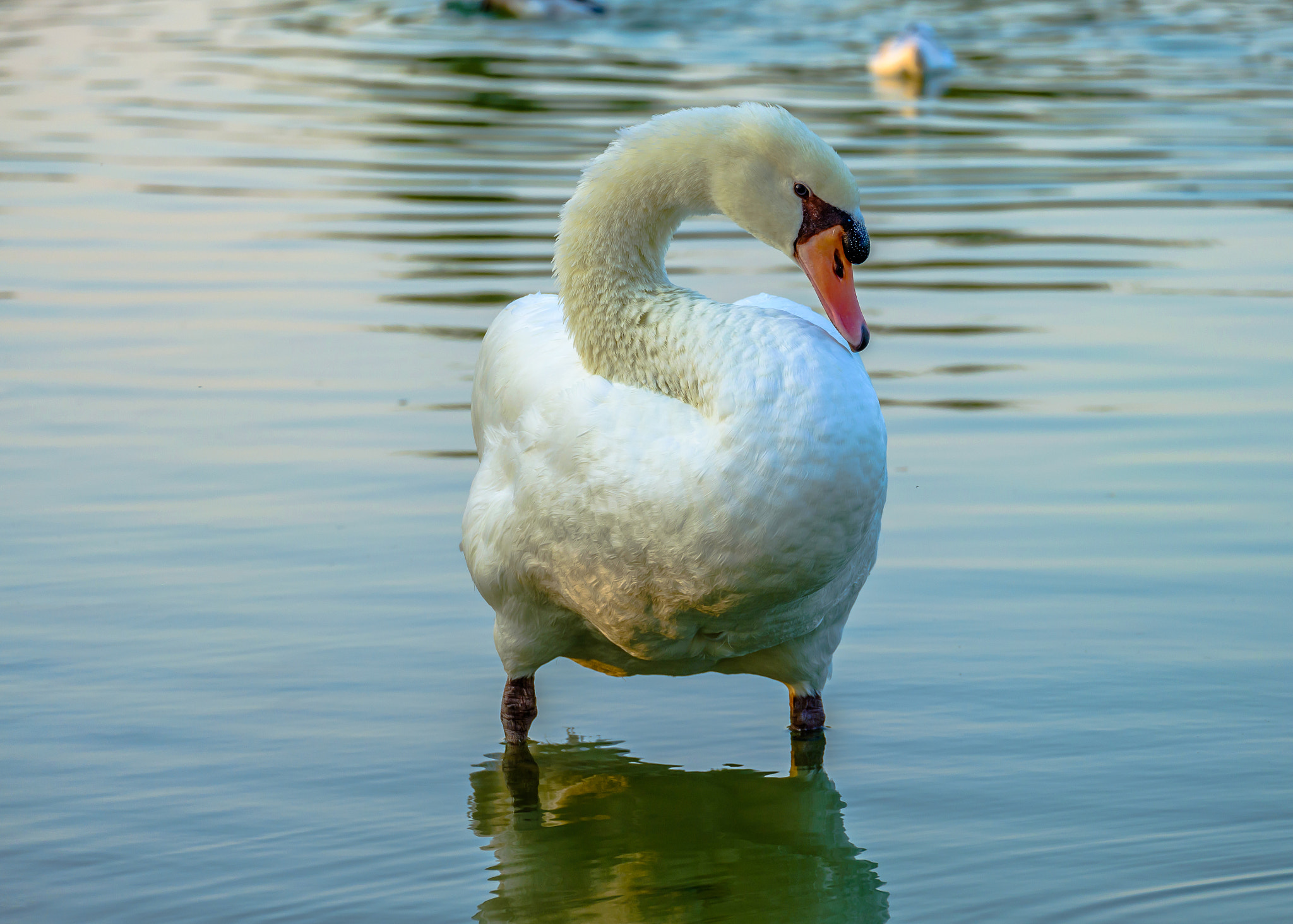 Fujifilm X-A1 + Fujifilm XC 50-230mm F4.5-6.7 OIS sample photo. Swan at the qudra lake photography