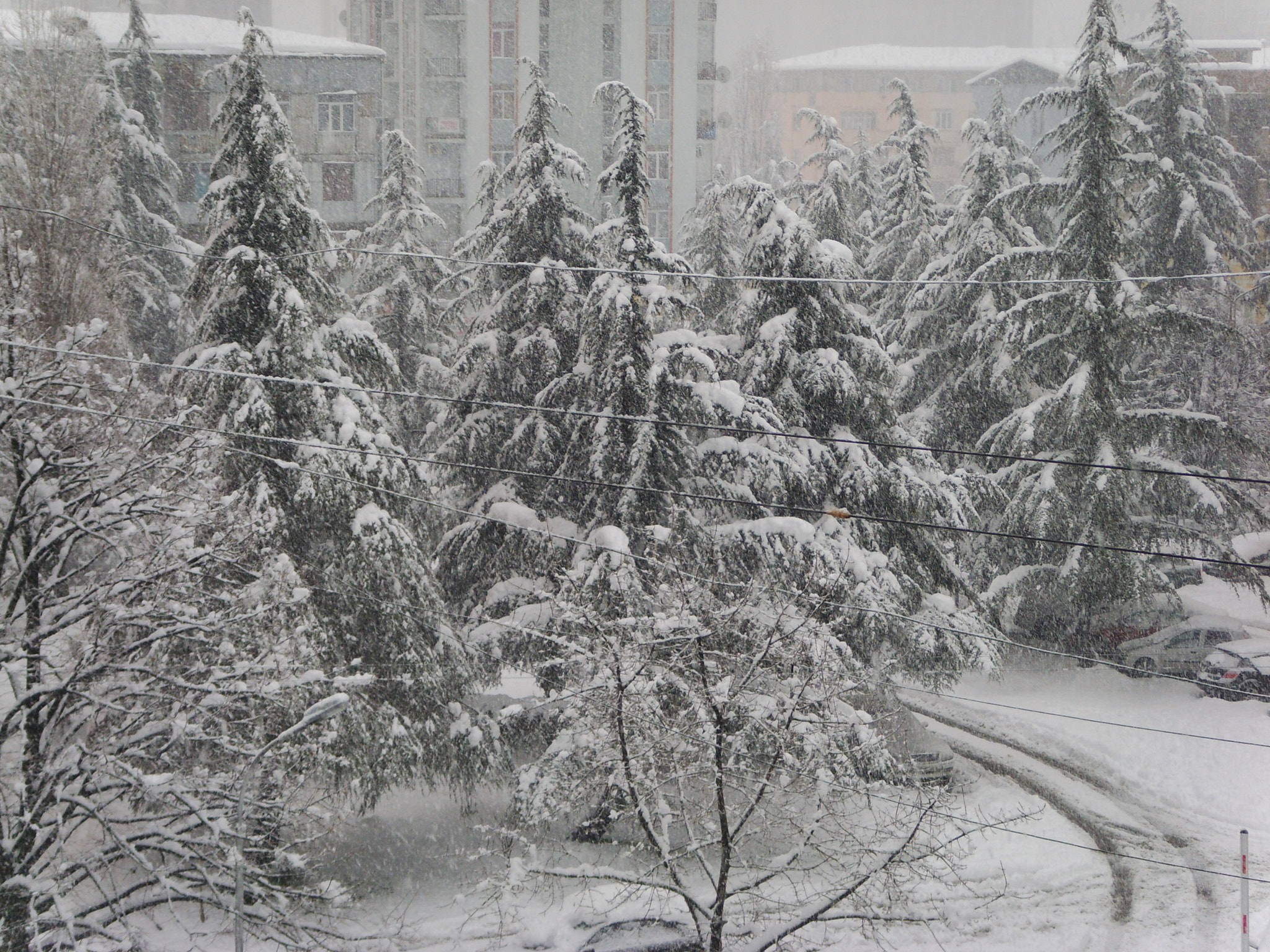 DIGITAL CAM sample photo. Batumi, snow. photography