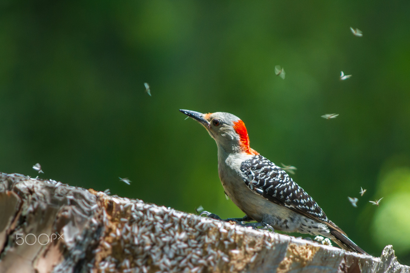 Canon EOS 7D + Canon EF 300mm f/2.8L + 2x sample photo. All you can eat! photography