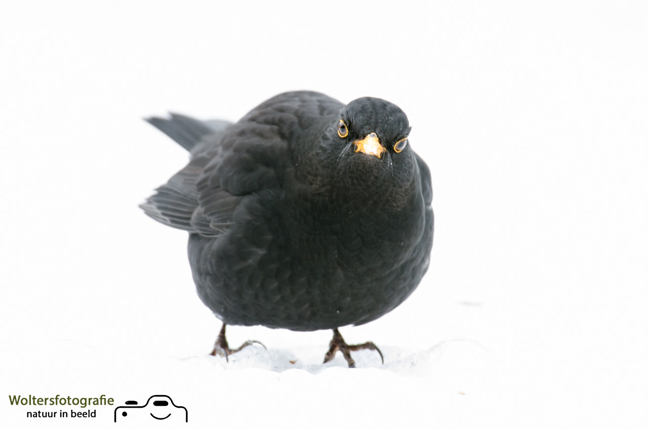 Nikon AF-S Nikkor 200-400mm F4G ED-IF VR sample photo. Blackbird photography
