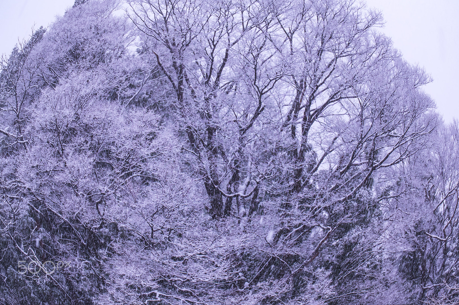 Tamron AF 18-200mm F3.5-6.3 XR Di II LD Aspherical (IF) Macro sample photo. "冬"winter photography