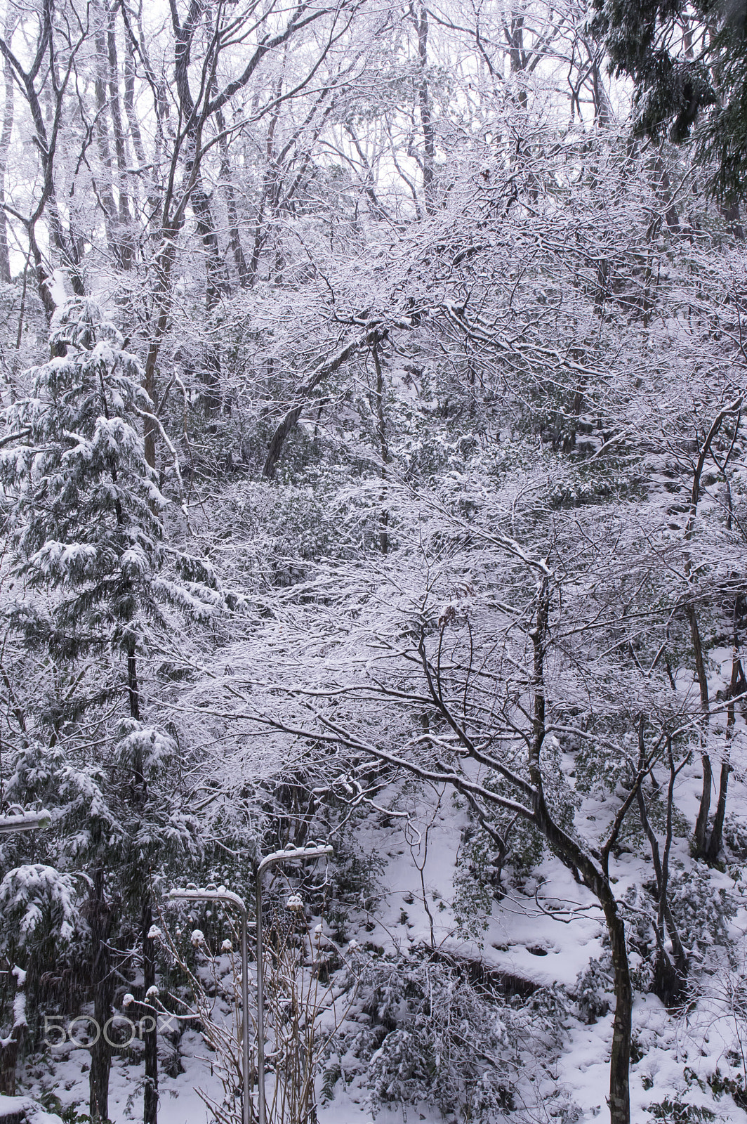 Tamron AF 18-200mm F3.5-6.3 XR Di II LD Aspherical (IF) Macro sample photo. "冬"winter photography