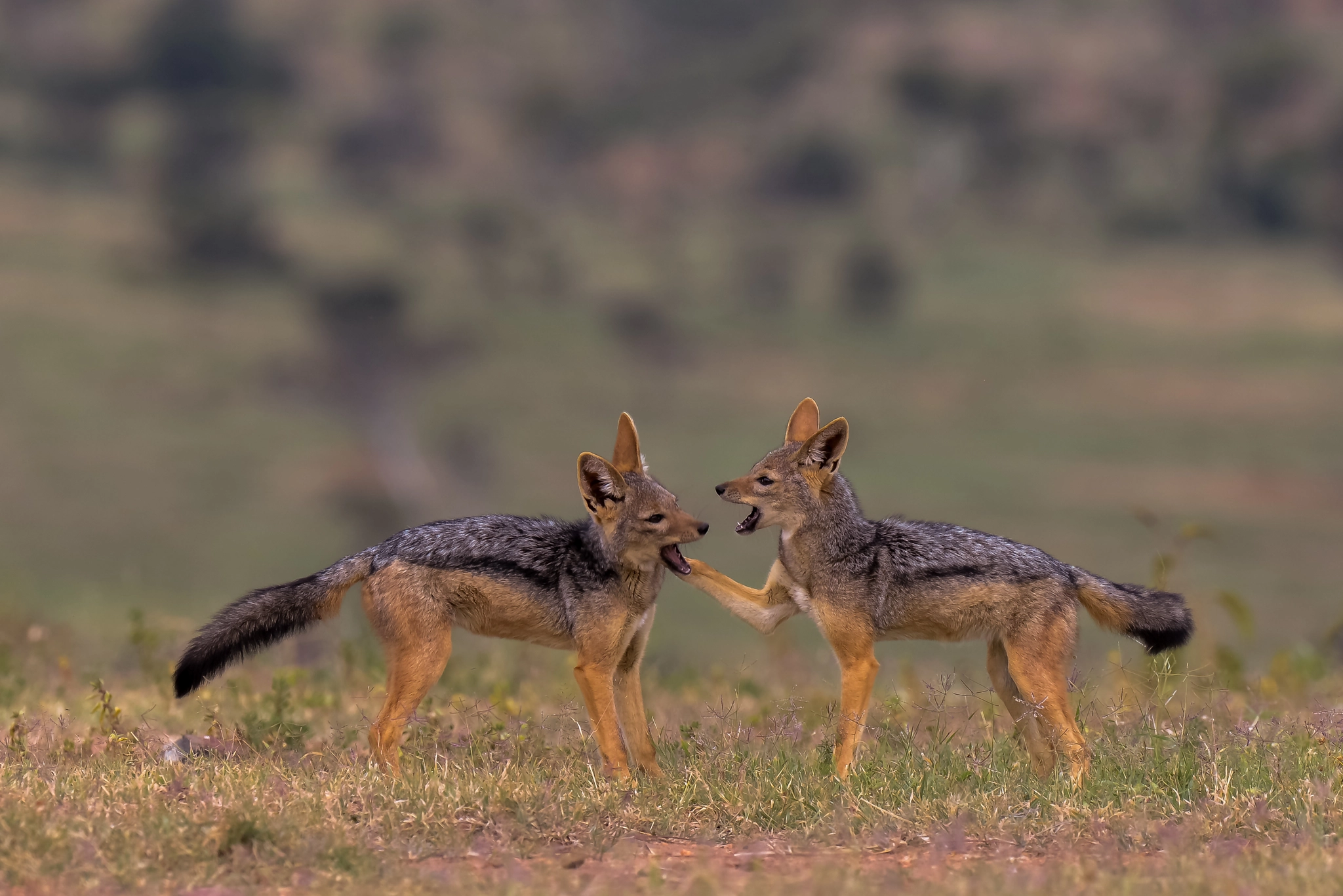 Nikon AF-S Nikkor 500mm F4D ED-IF II sample photo. Black backed jackel pups photography