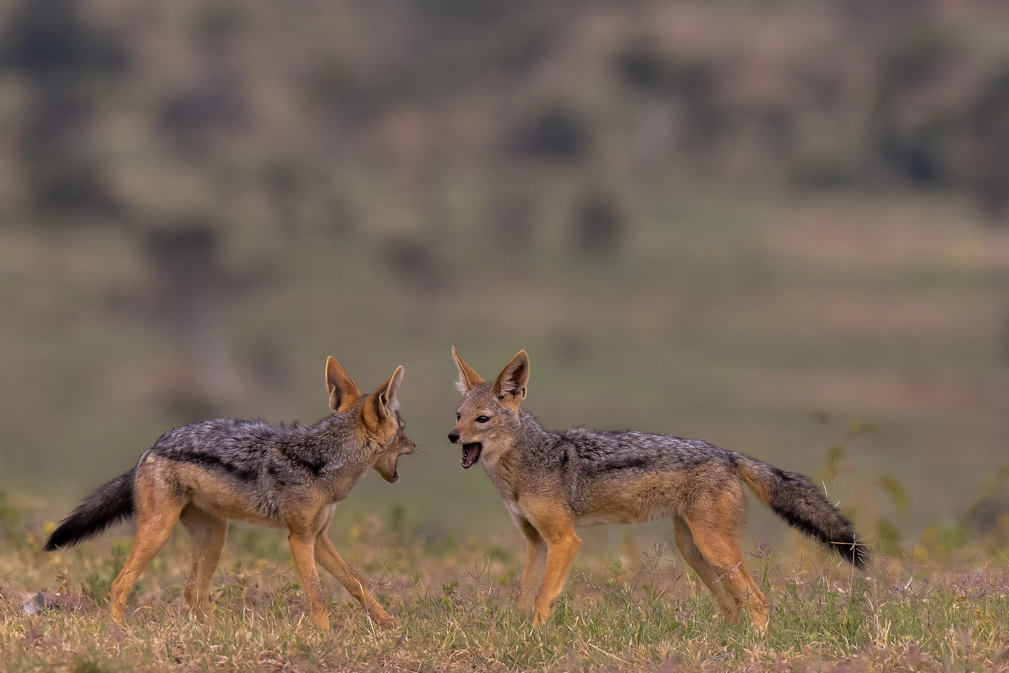 Nikon AF-S Nikkor 500mm F4D ED-IF II sample photo. Black backed jackel pups photography