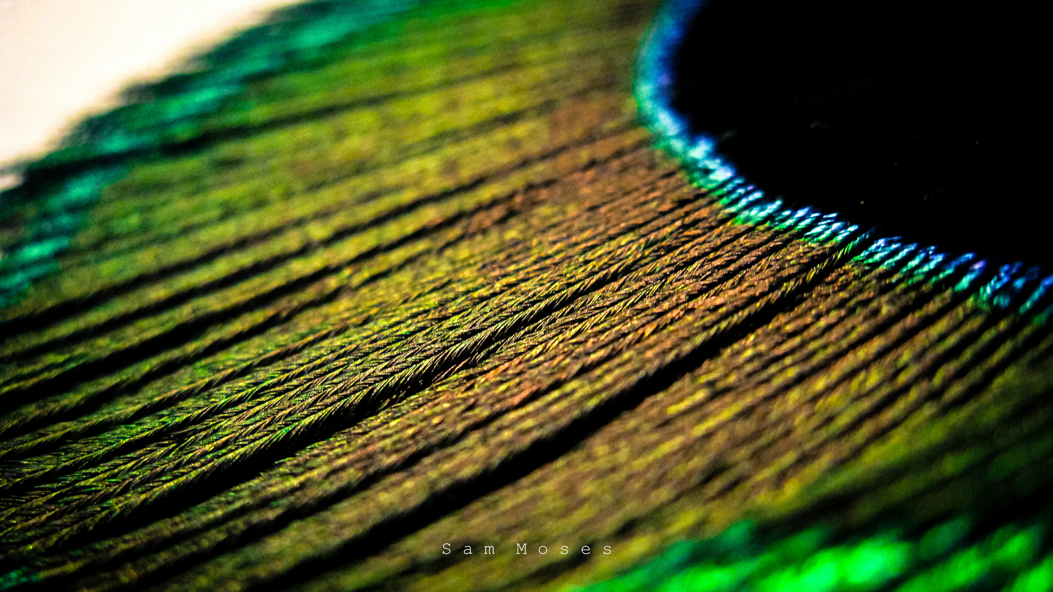 Canon PowerShot A2100 IS sample photo. Peacock feather macro photography