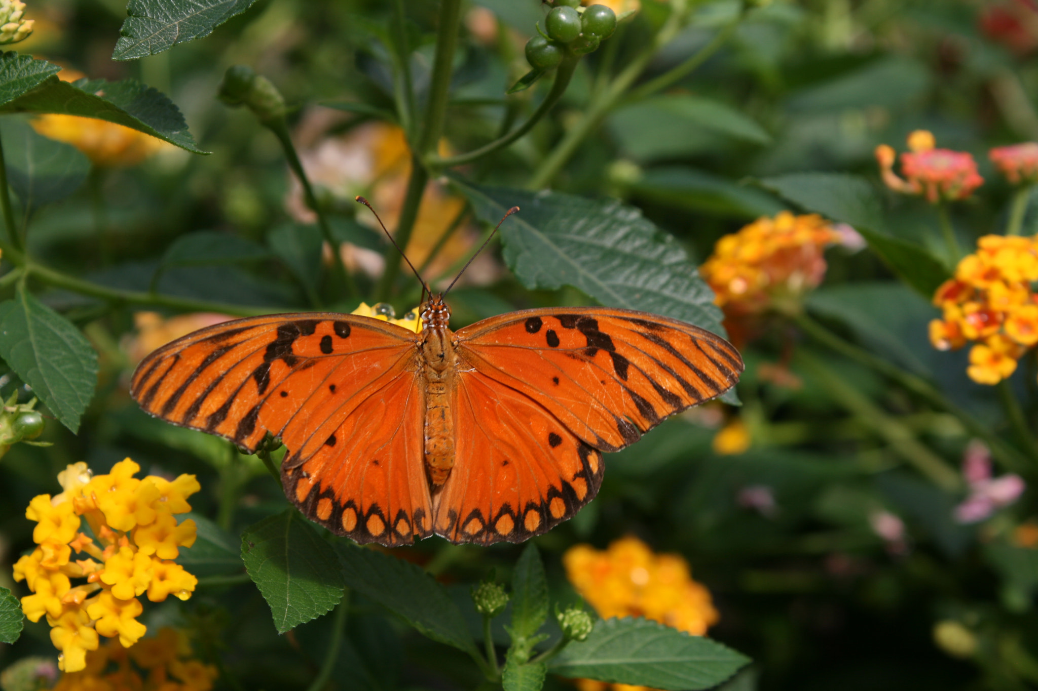 Canon EOS 400D (EOS Digital Rebel XTi / EOS Kiss Digital X) sample photo. Butterfly bliss photography