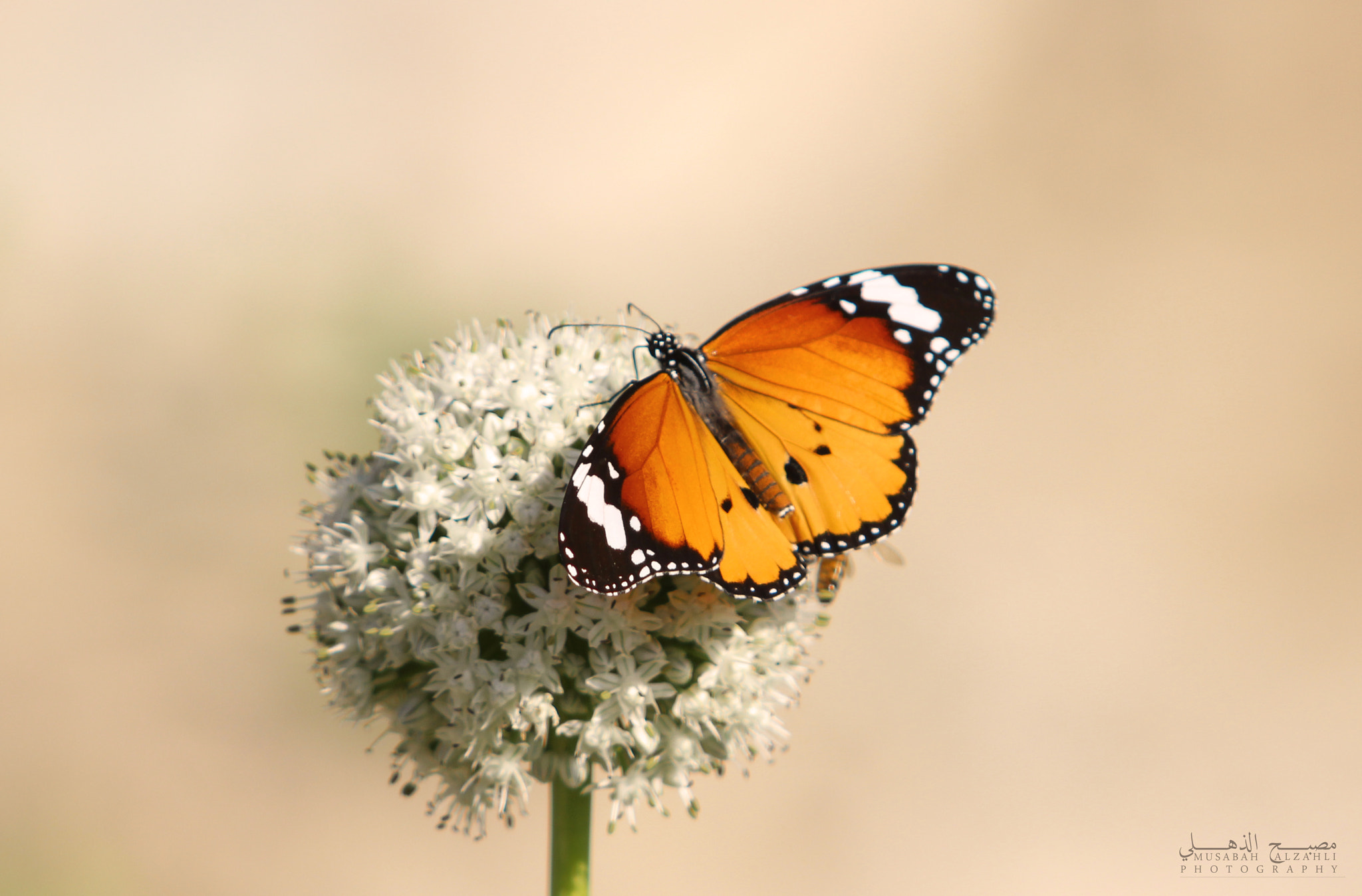 Canon EF 70-200mm F2.8L USM sample photo. Butterfly photography