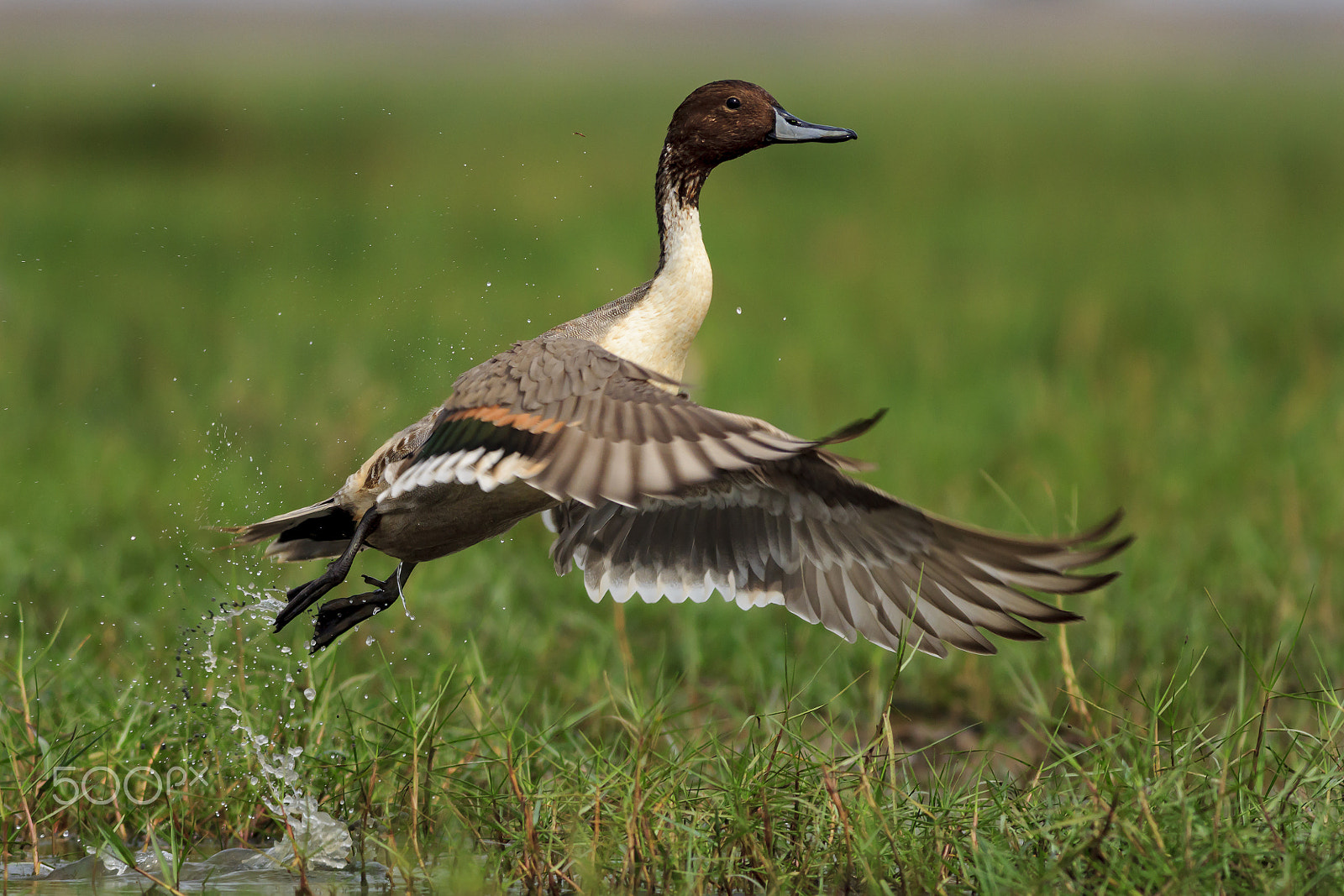Canon EOS 60D + Canon EF 400mm F5.6L USM sample photo. Nothern pintail photography