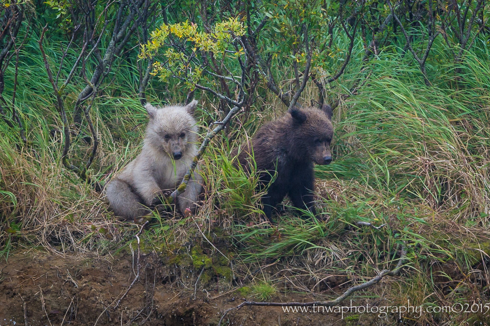 Nikon AF-S Nikkor 500mm F4G ED VR sample photo. Ying & yang photography