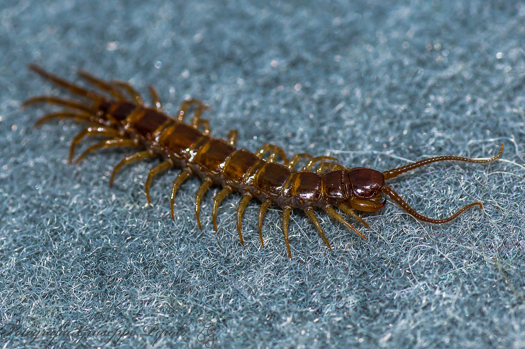 Sony SLT-A55 (SLT-A55V) + Tamron SP AF 90mm F2.8 Di Macro sample photo. Lithobius forficatus photography