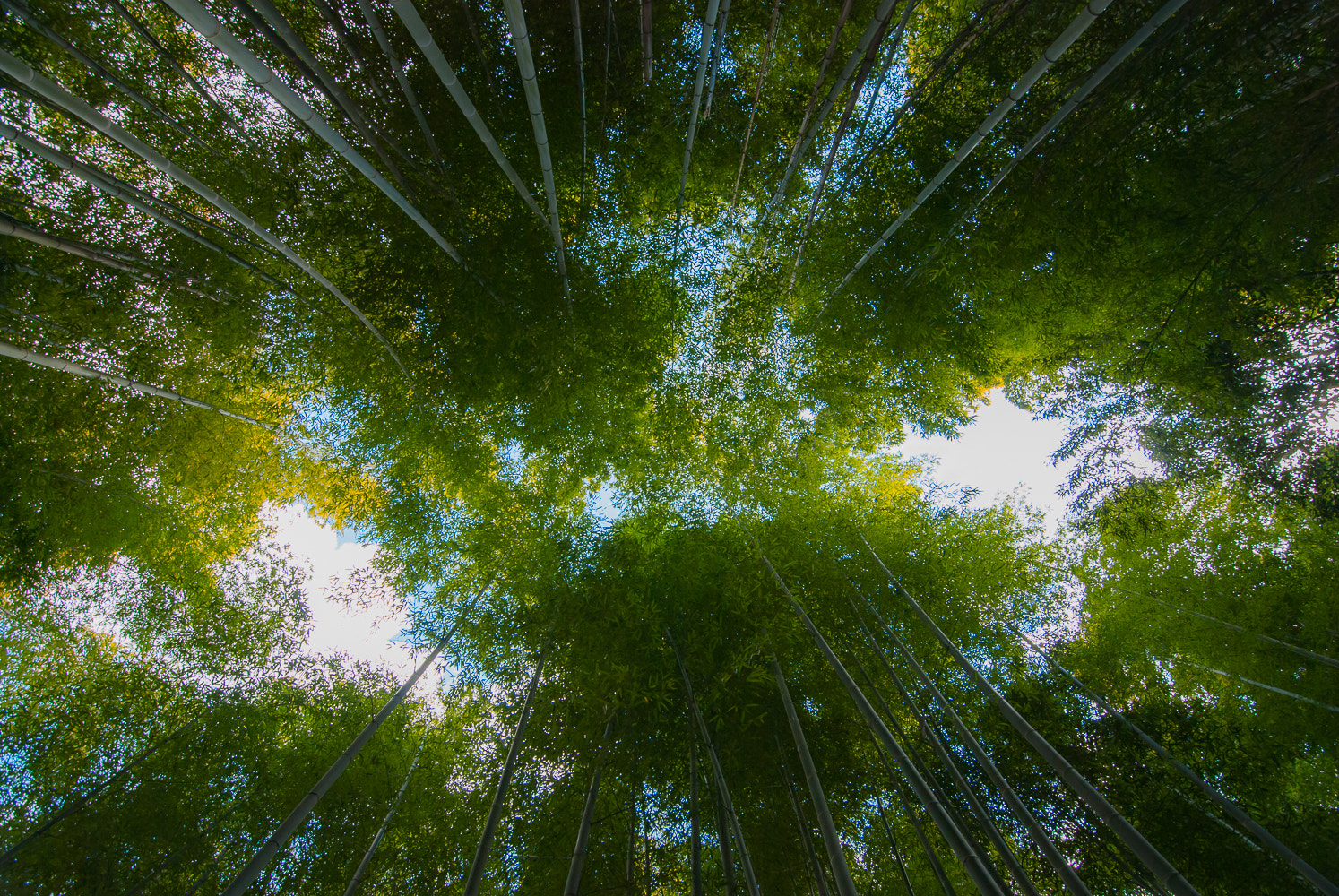 Nikon D80 + Tokina AT-X Pro 11-16mm F2.8 DX II sample photo. Bamboo forest photography