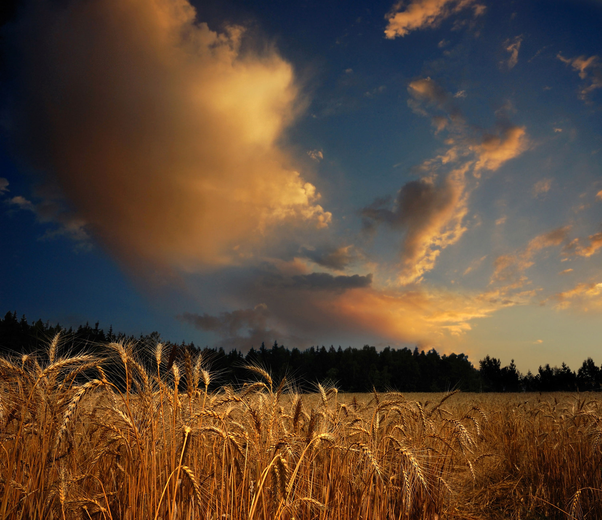 Nikon D40 + Sigma 18-50mm F2.8 EX DC Macro sample photo. Gold of heaven and earth photography