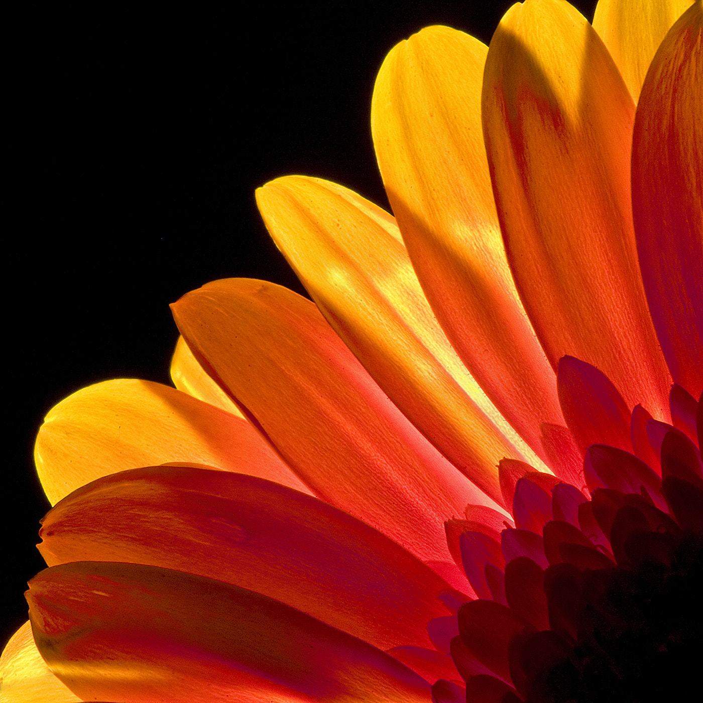 Canon EF 100mm F2.8 Macro USM sample photo. Warm rays photography