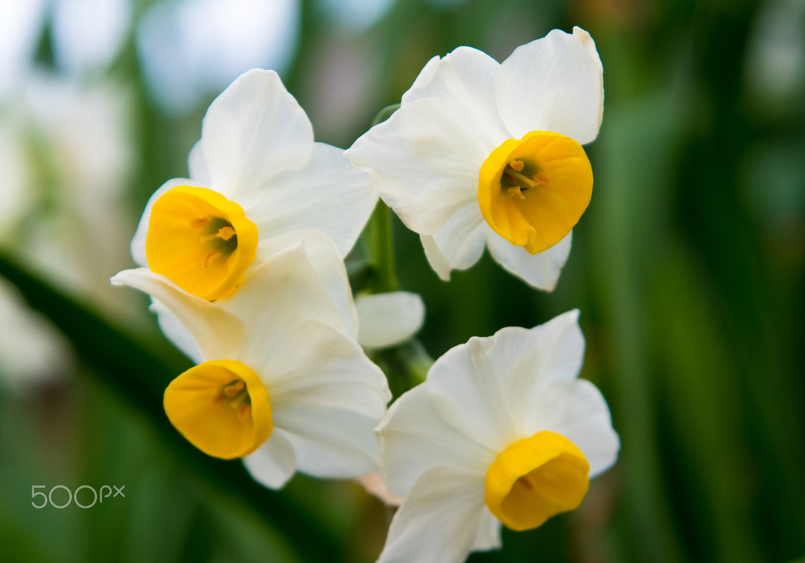 smc PENTAX-F 100-300mm F4.5-5.6 sample photo. Narcissus in kawazu, japan. photography