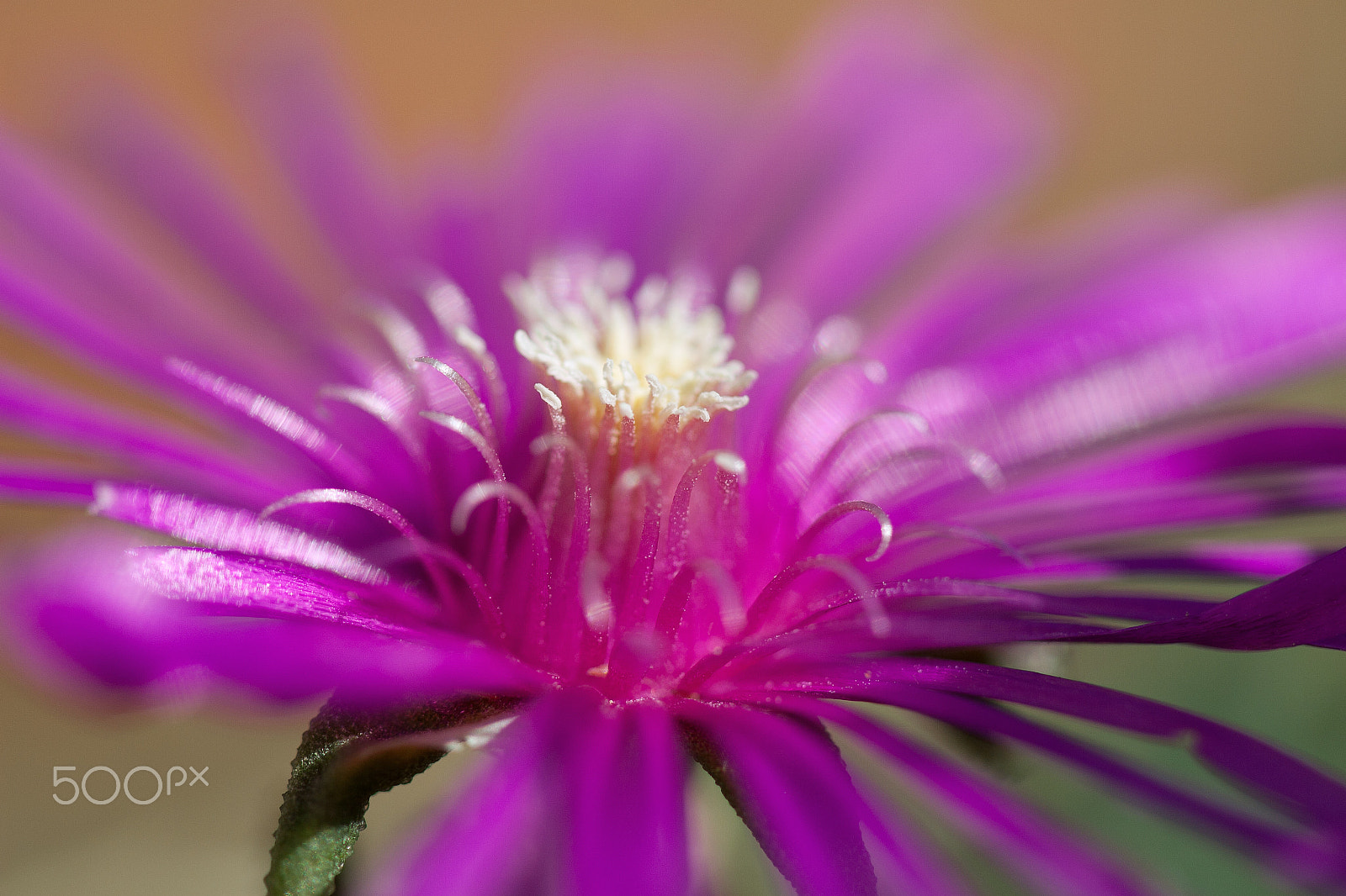 Canon EOS 30D + Canon EF 100mm F2.8 Macro USM sample photo. Explosion! photography