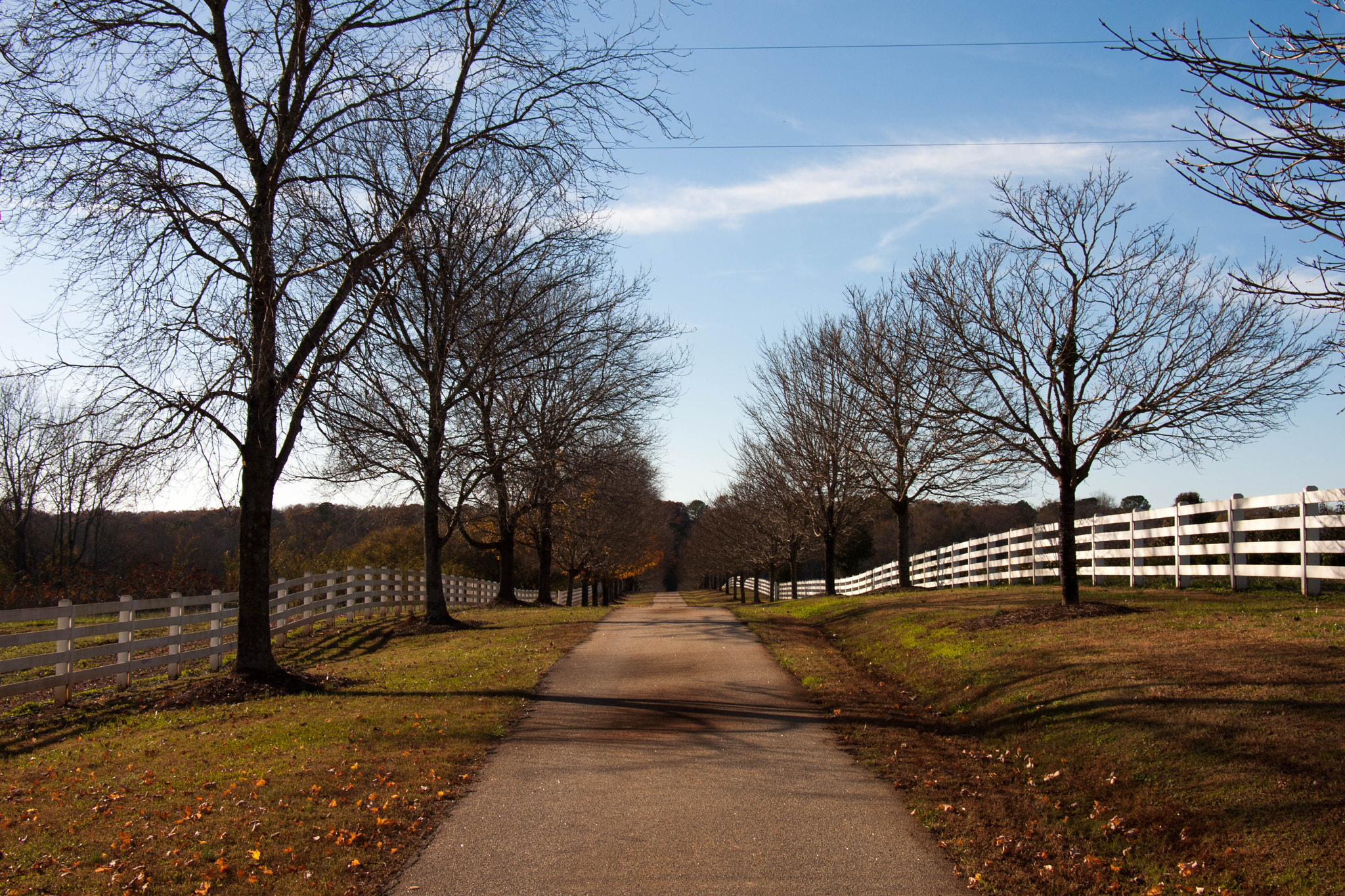 Canon EF-S 18-135mm F3.5-5.6 IS STM sample photo. Tree farm photography