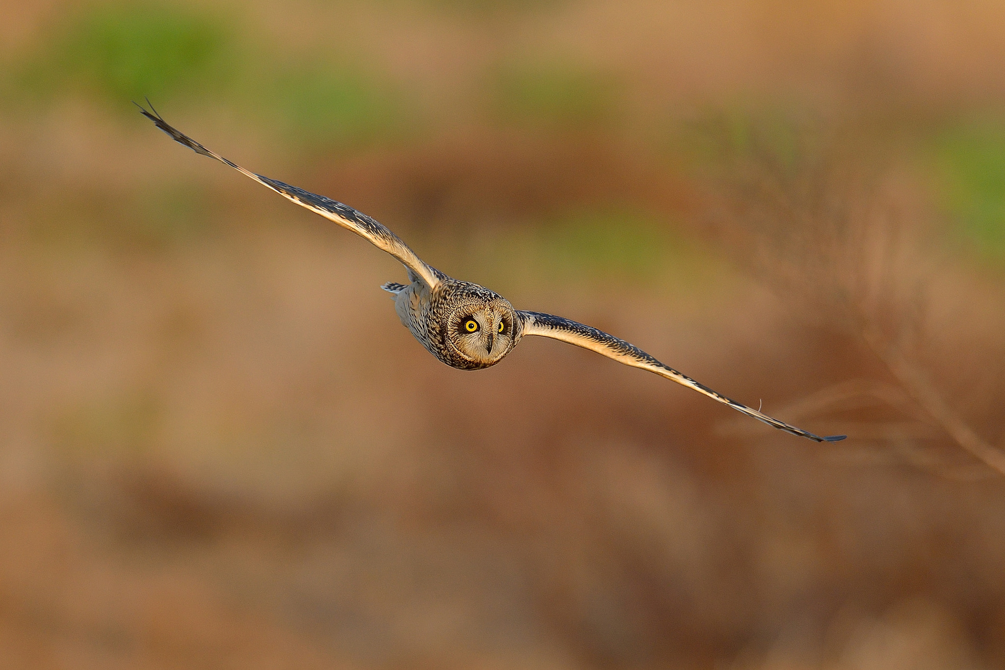 Nikon D800 + Nikon AF-S Nikkor 600mm F4G ED VR sample photo. Short-eared owl！ photography