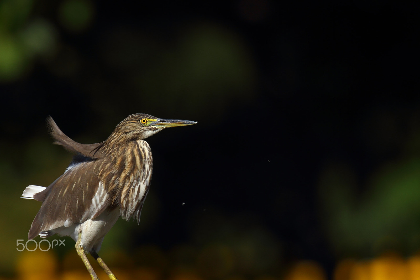 Canon EF 100-400mm F4.5-5.6L IS II USM sample photo. Gentle breeze photography