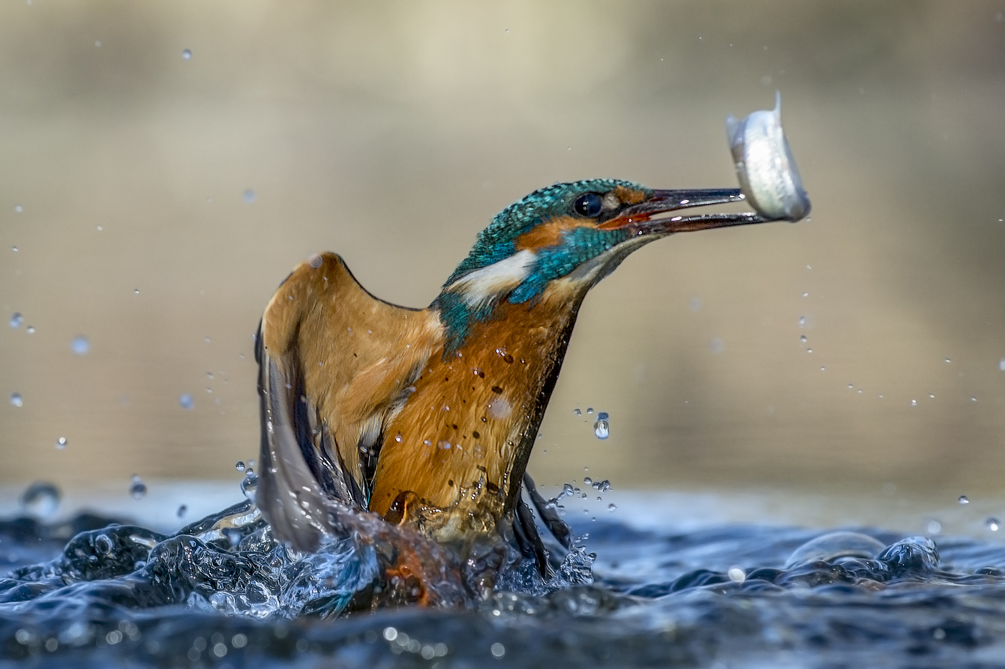Nikon AF-S Nikkor 70-200mm F4G ED VR sample photo. Fishing sessions photography