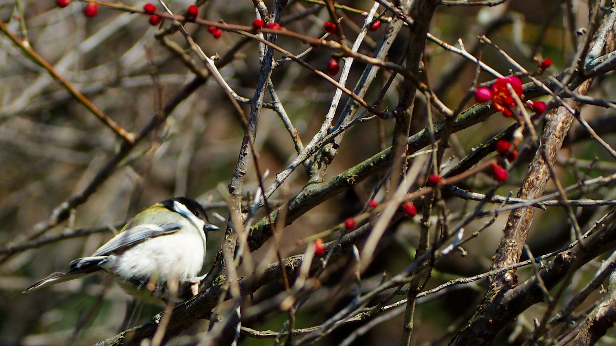 Olympus PEN E-PL7 sample photo. Titmouse photography