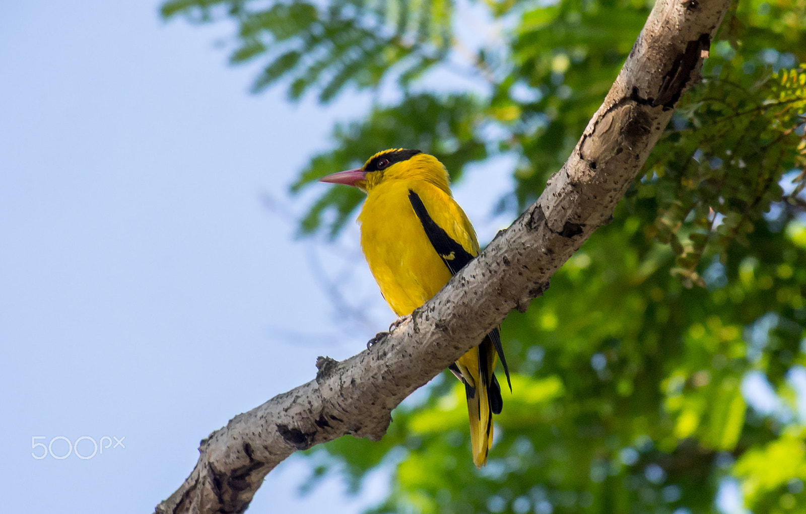 Olympus OM-D E-M5 sample photo. Black-naped oriole having a peaceful moment photography