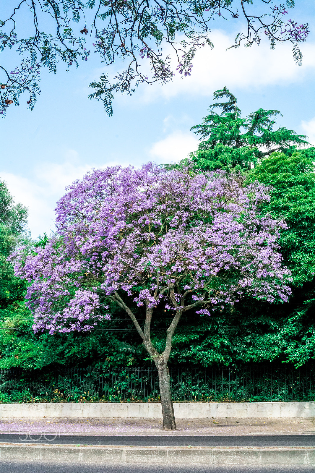 AF Zoom-Nikkor 28-80mm f/3.3-5.6G sample photo. Purple tree with green trees behind it photography