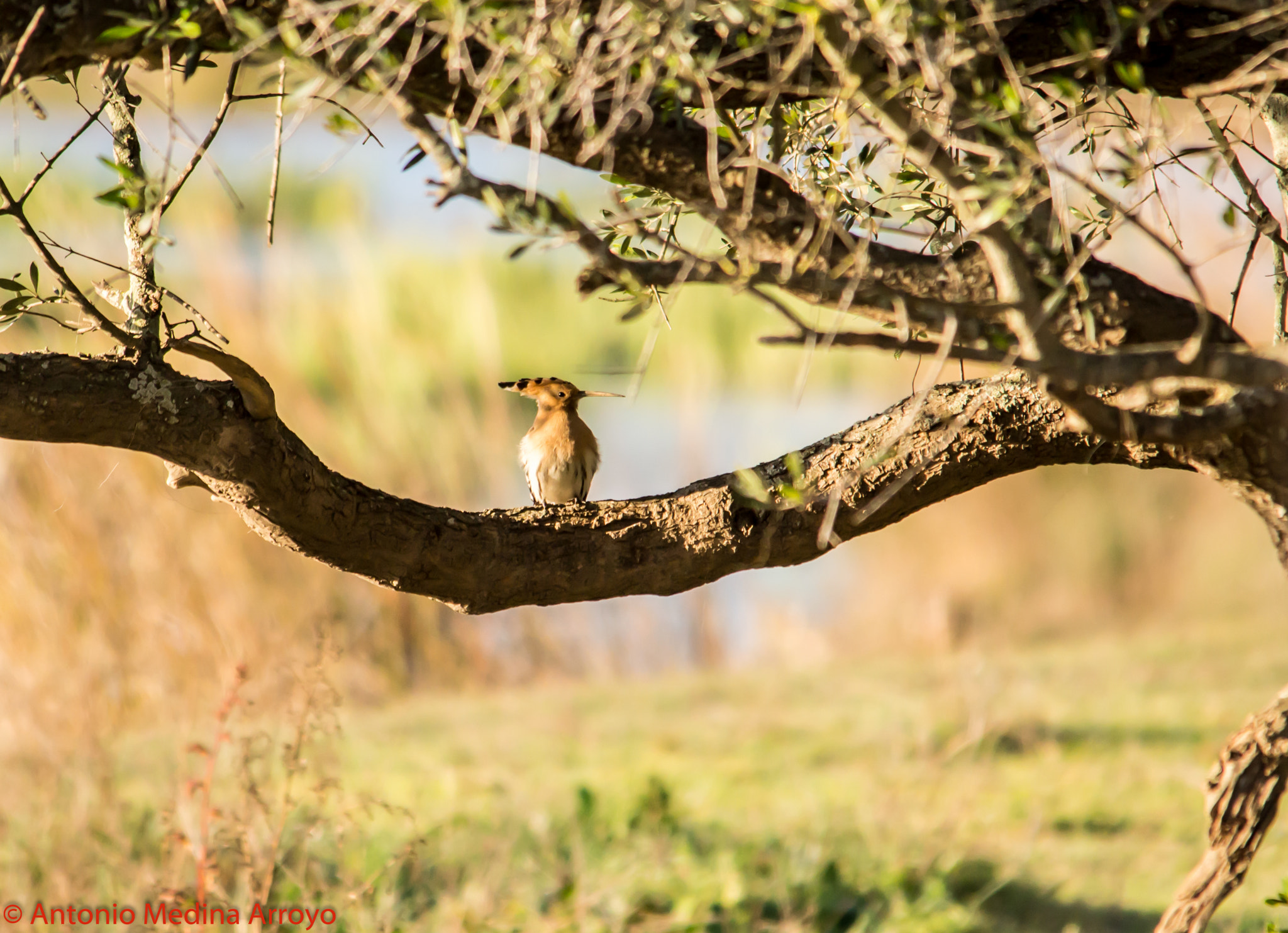 Sigma 150-500mm F5-6.3 DG OS HSM sample photo. Bird photography