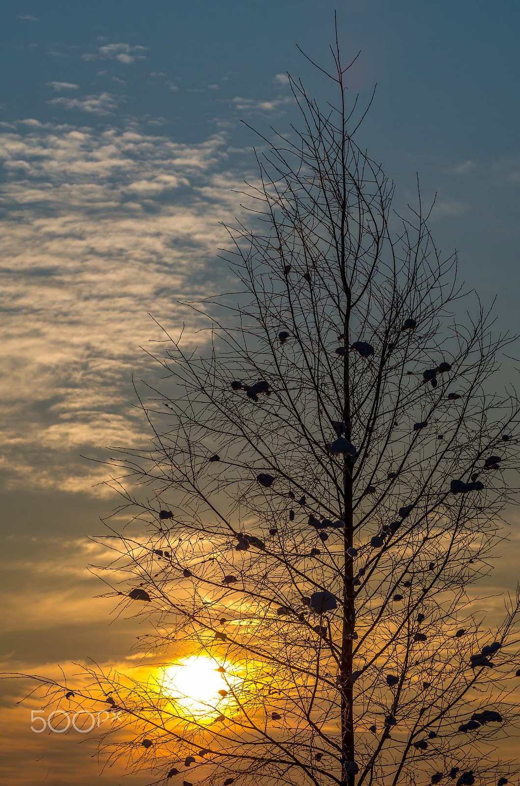 Pentax K-50 sample photo. Beautiful sunrise through birch branches at winter photography