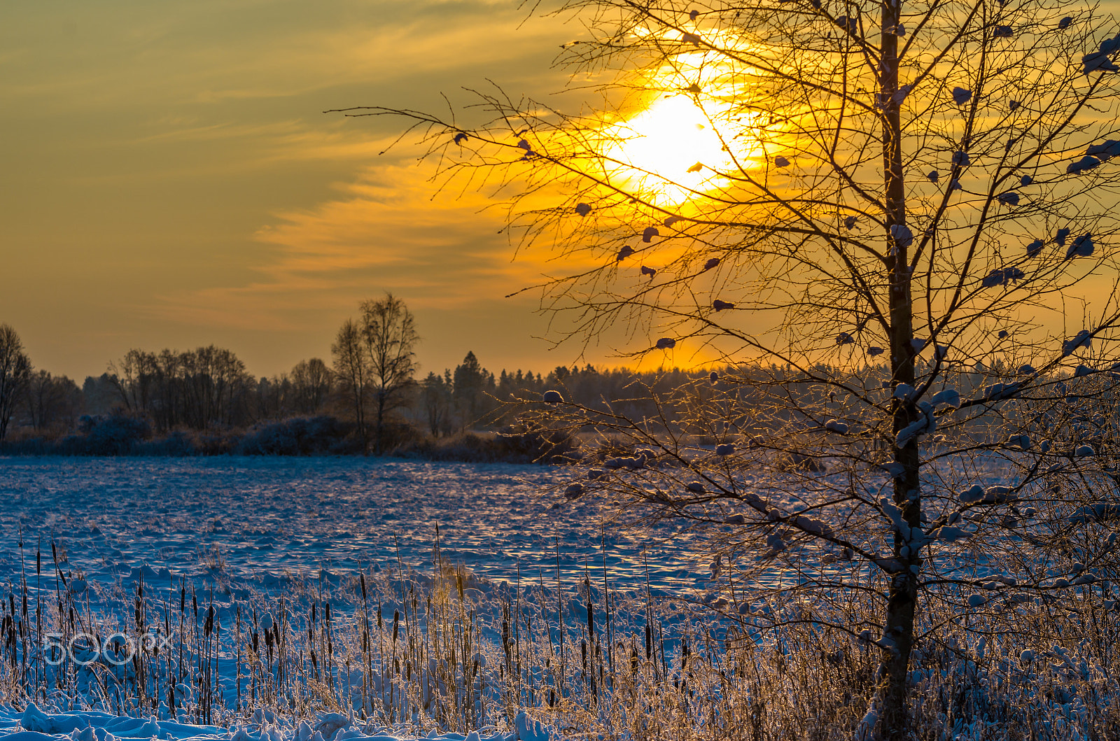 Pentax K-50 sample photo. Beautiful sunrise through birch branches at winter photography