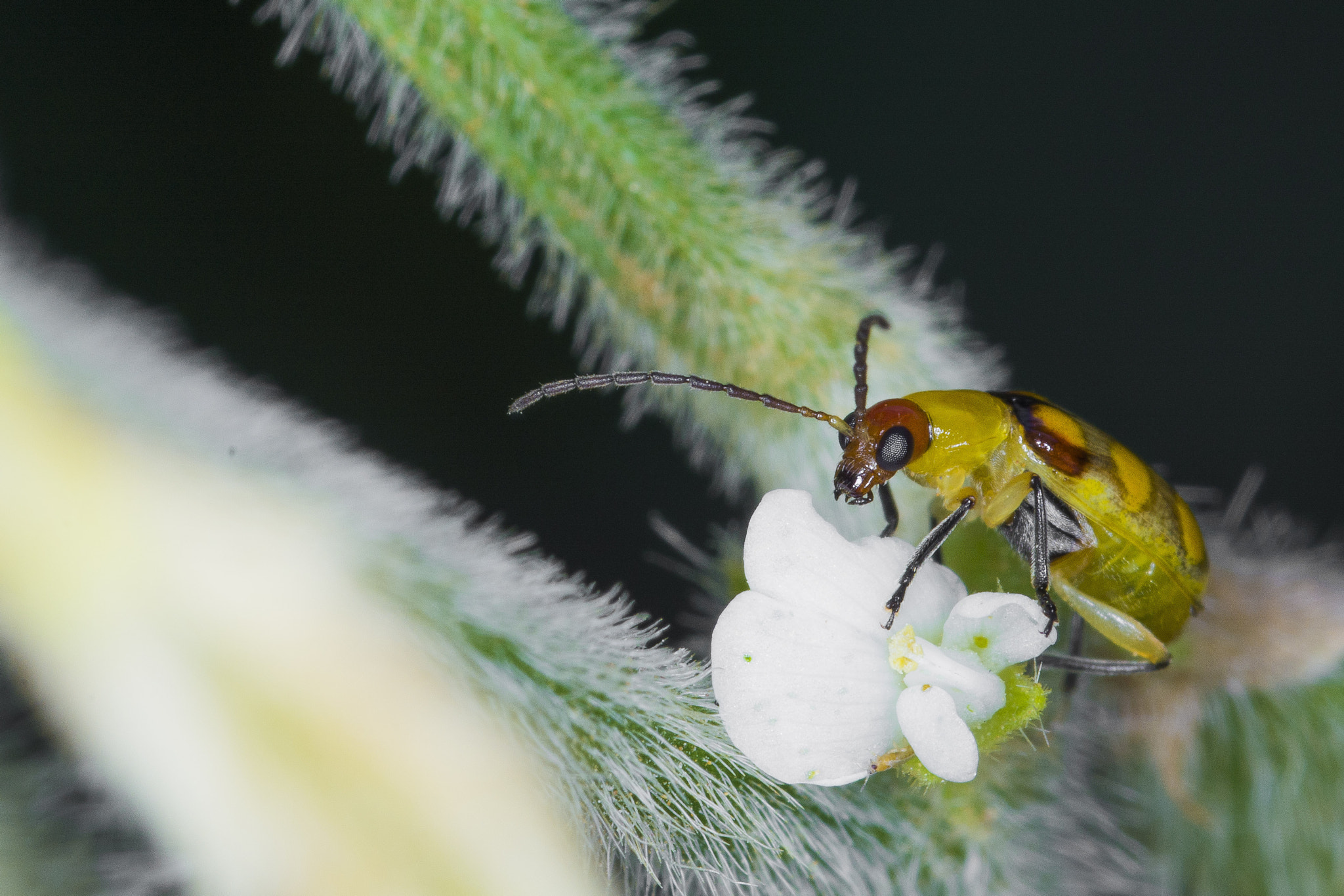 Nikon D7100 + Sigma 105mm F2.8 EX DG Macro sample photo. Diabrotica speciosa photography