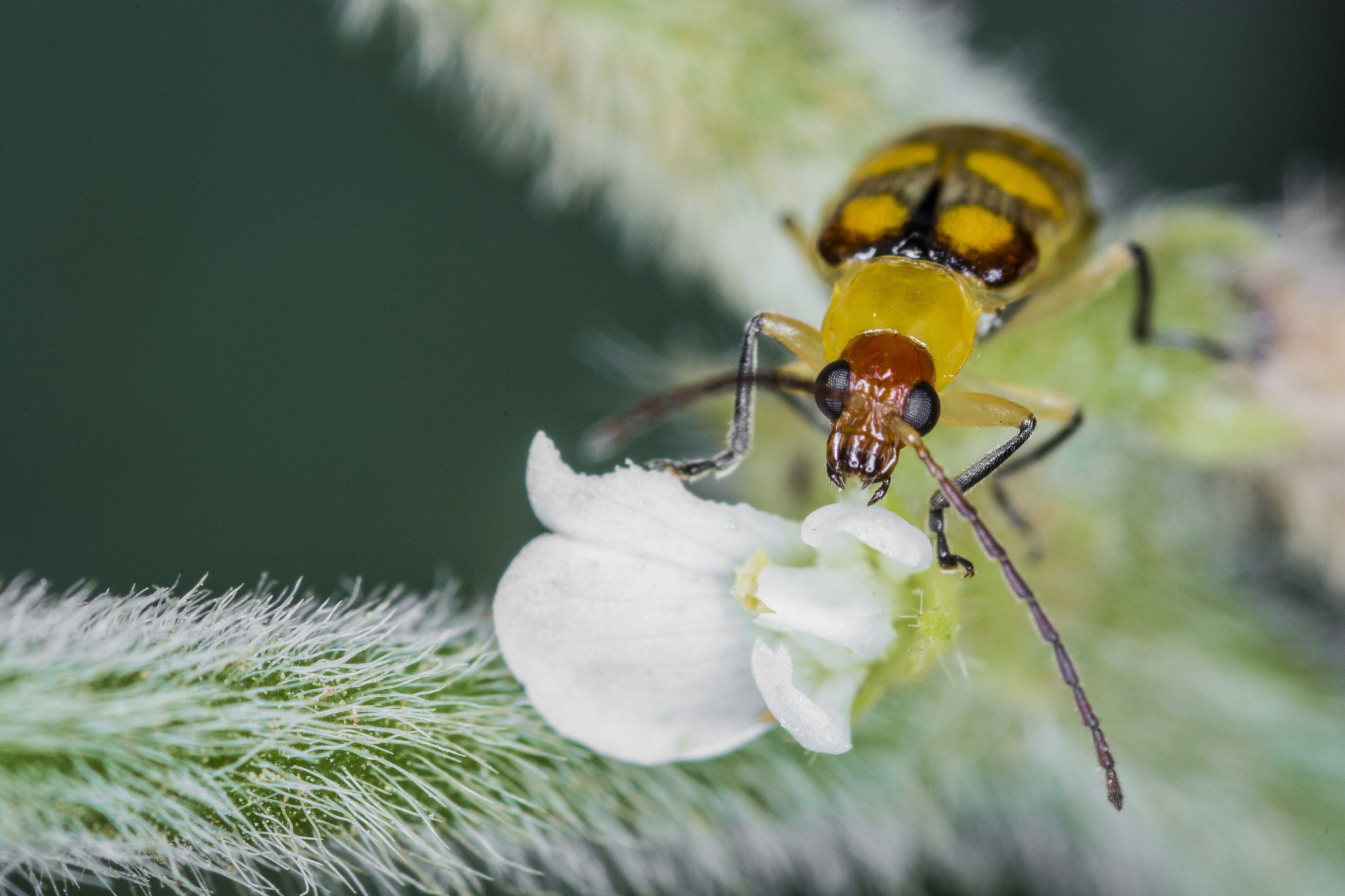 Nikon D7100 + Sigma 105mm F2.8 EX DG Macro sample photo. Diabrotica speciosa photography