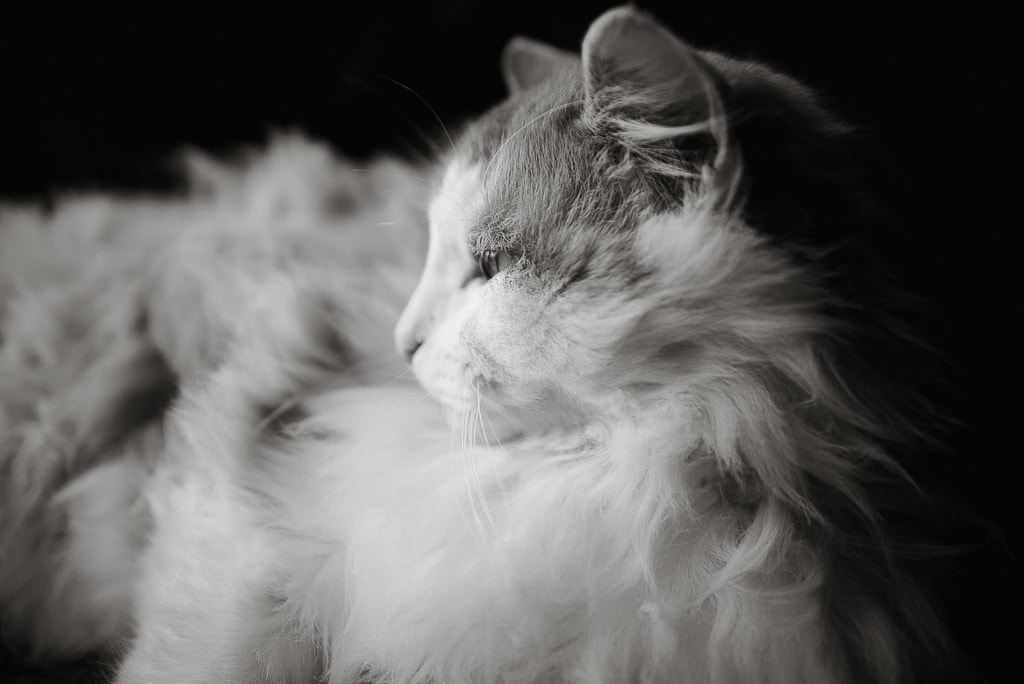 Nikon D610 + AF Zoom-Nikkor 35-70mm f/2.8D sample photo. Chat'mallow photography