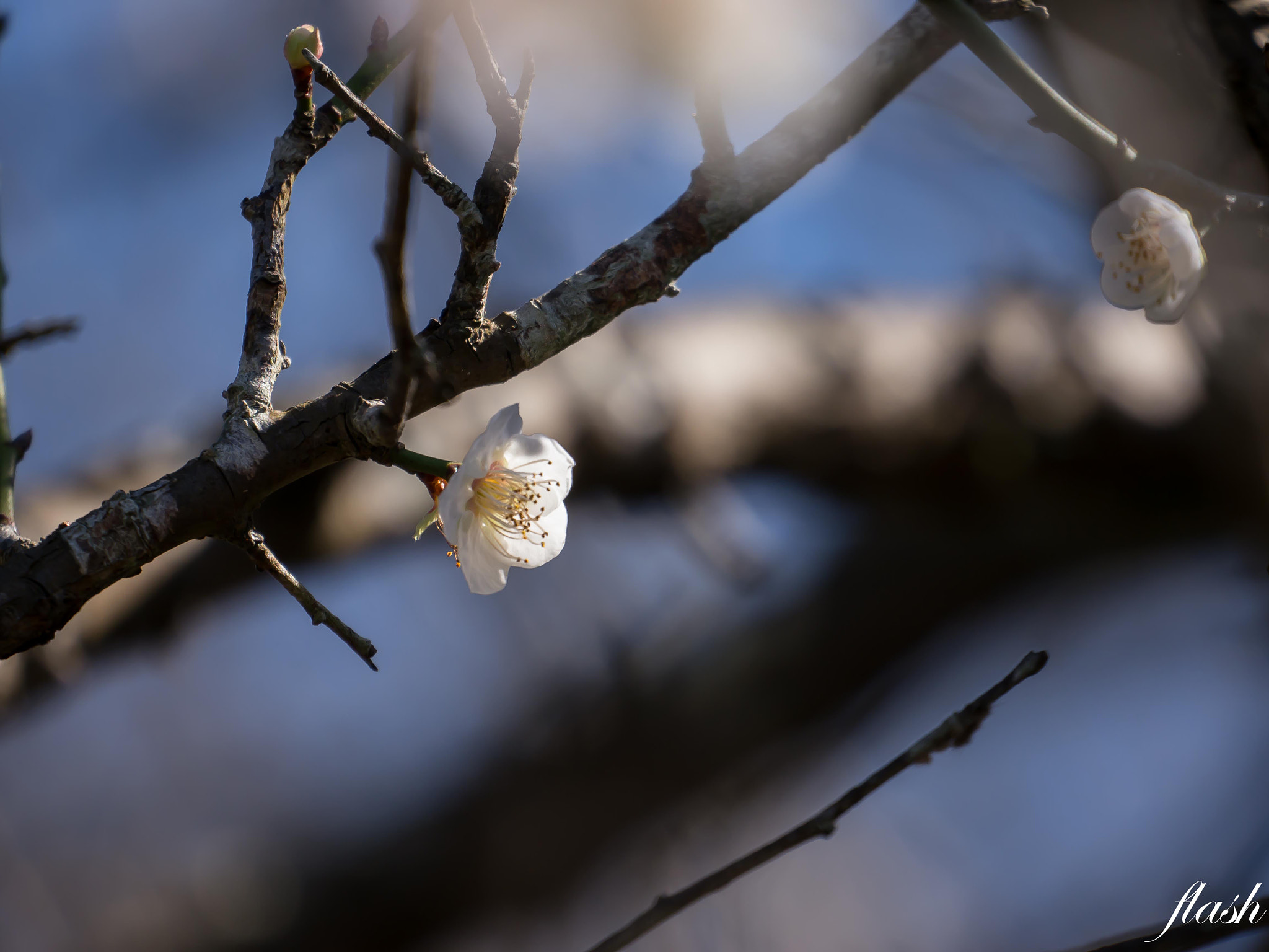 Panasonic Lumix DMC-GH2 sample photo. Plum flower photography