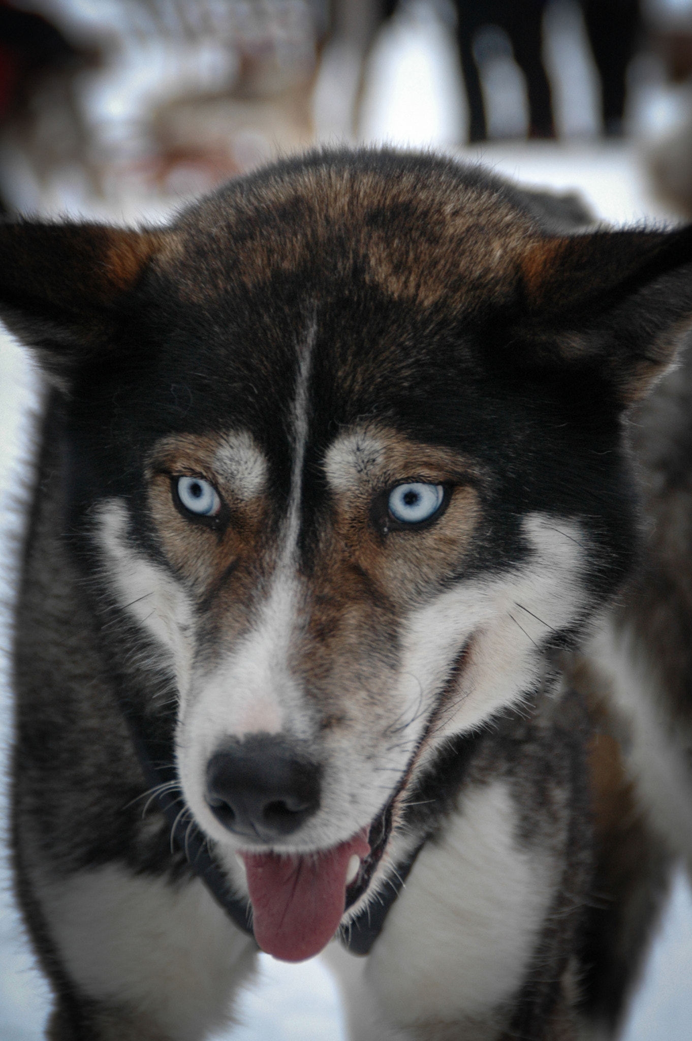 Nikon D70 sample photo. Hondenslee photography