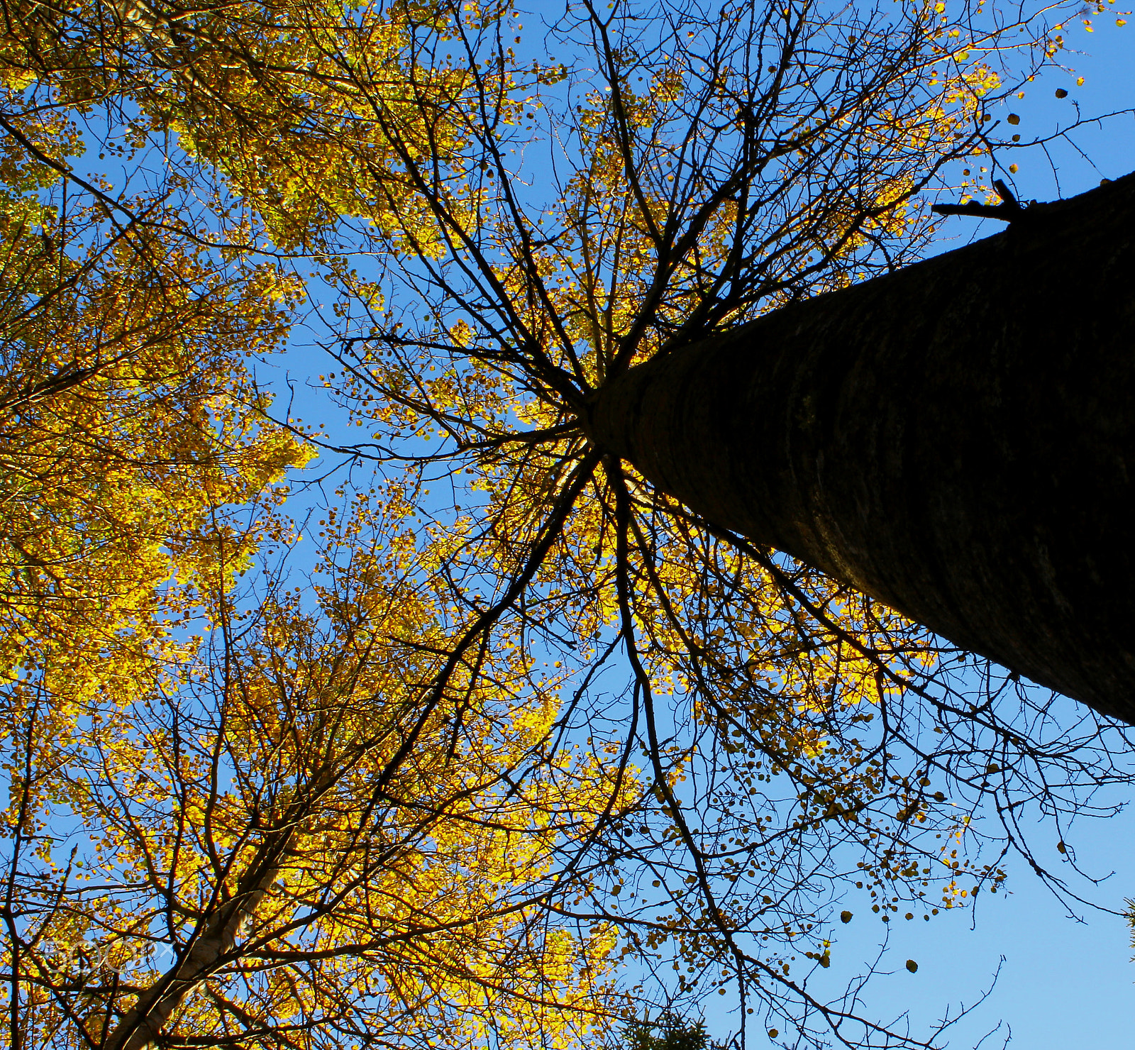 Canon EF-S 18-55mm F3.5-5.6 IS sample photo. Before long sleep photography