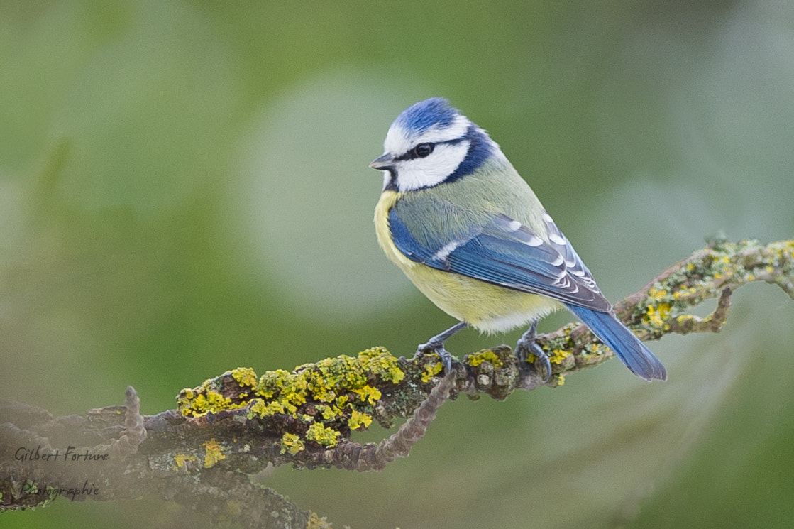 Nikon AF-S Nikkor 300mm F2.8G ED VR II sample photo. Mésange bleue photography