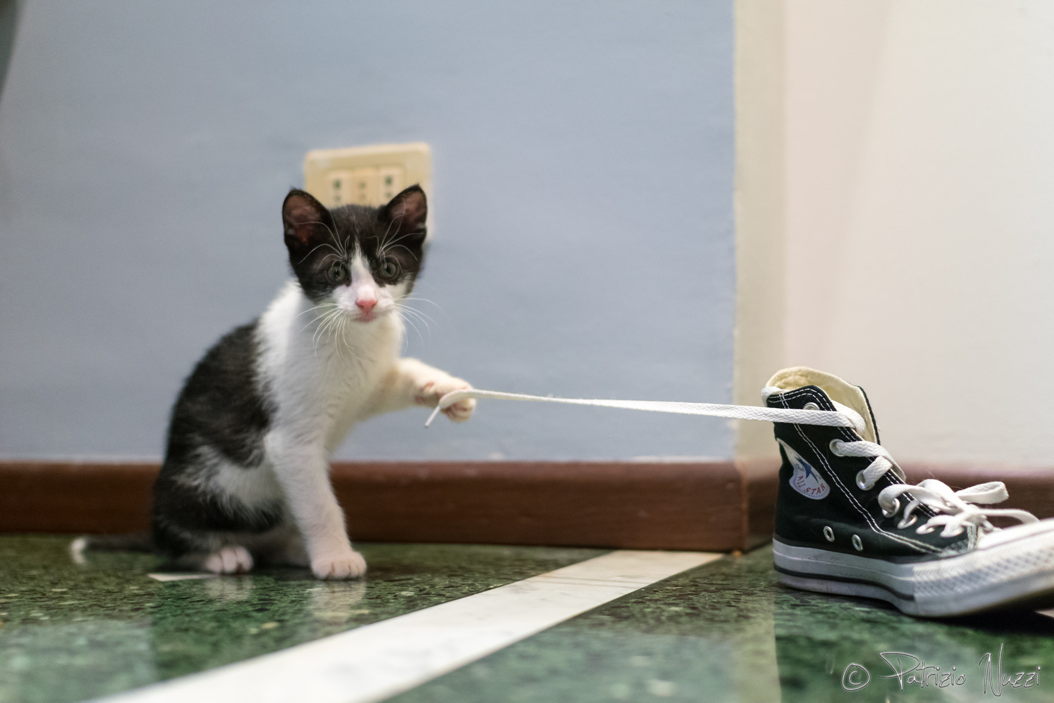 Nikon D3300 + Sigma 30mm F1.4 EX DC HSM sample photo. The shoes & the cat photography