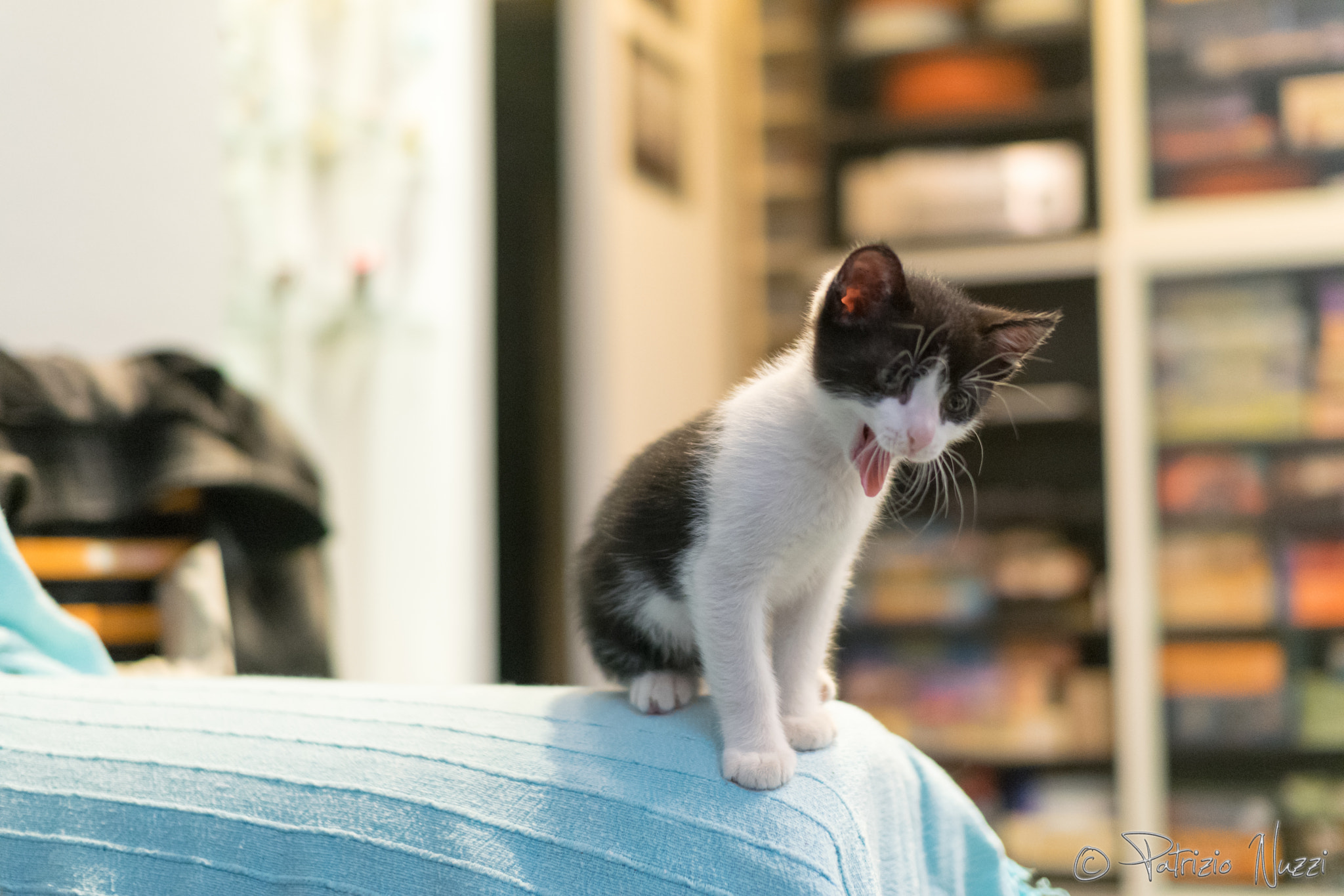 Nikon D3300 + Sigma 30mm F1.4 EX DC HSM sample photo. Cat's tongue photography