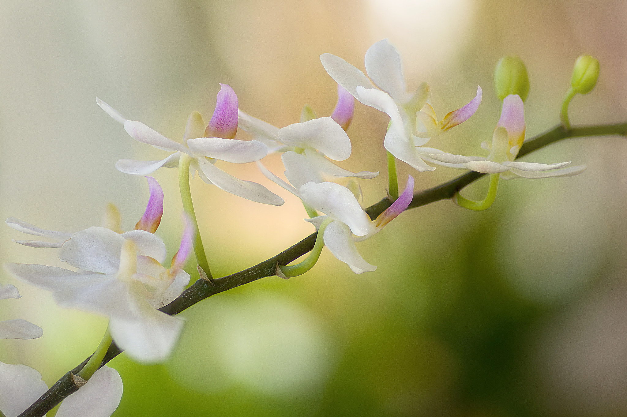 Pentax smc D-FA 100mm F2.8 macro sample photo. Dancing in the air photography