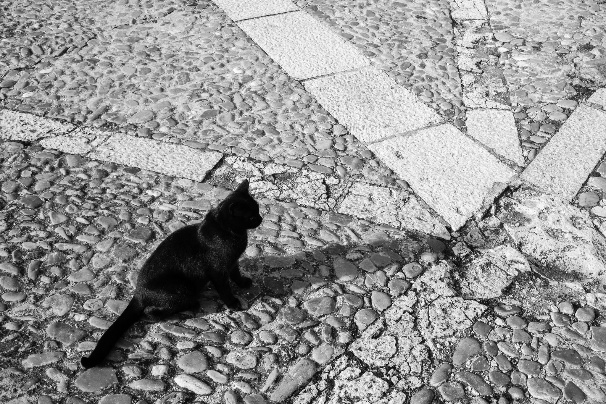 Tamron AF 19-35mm f/3.5-4.5 sample photo. The black cat photography