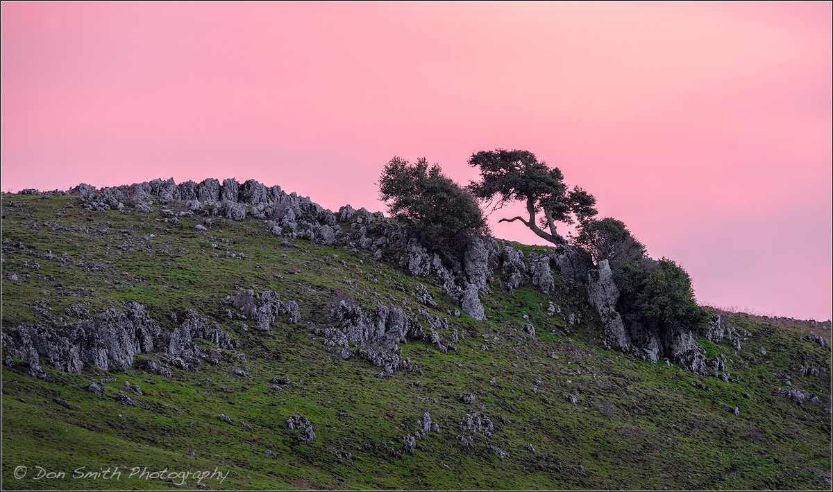 Sigma 150-600mm F5-6.3 DG OS HSM | C sample photo. Oak and granite shale photography