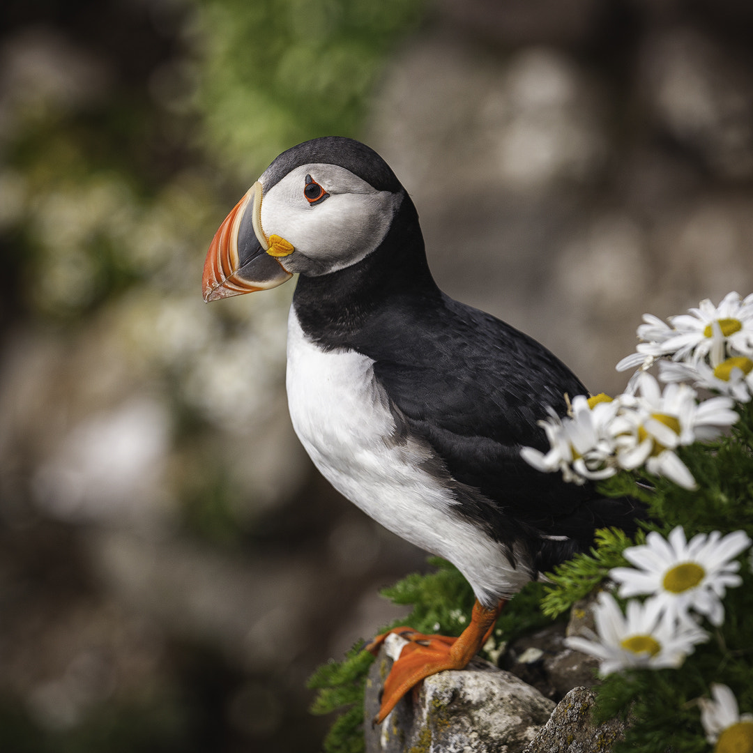 Canon EOS-1Ds Mark III sample photo. Iceland's icon photography