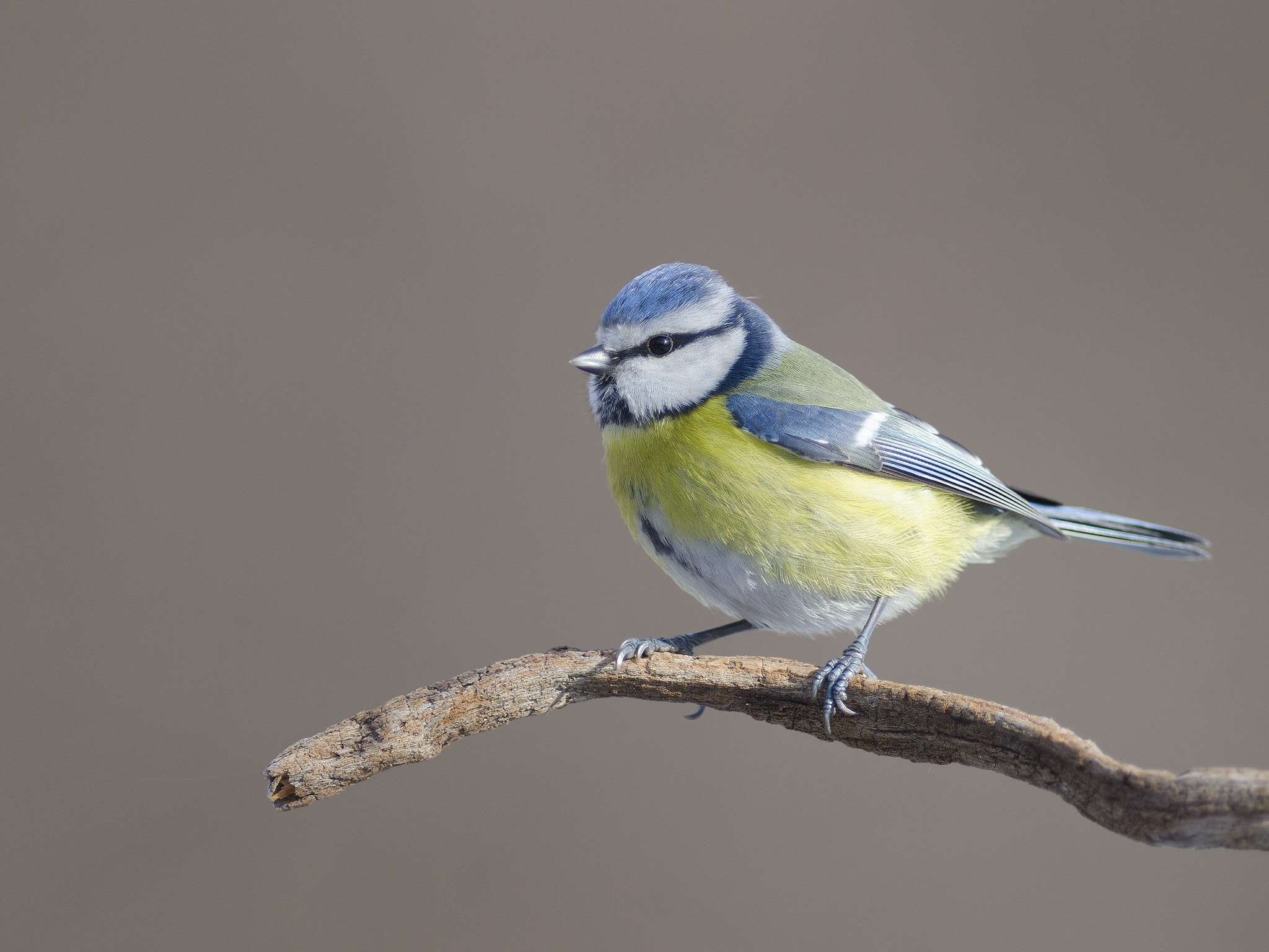 Nikon AF-S Nikkor 300mm F2.8G ED-IF VR sample photo. Blue tit photography