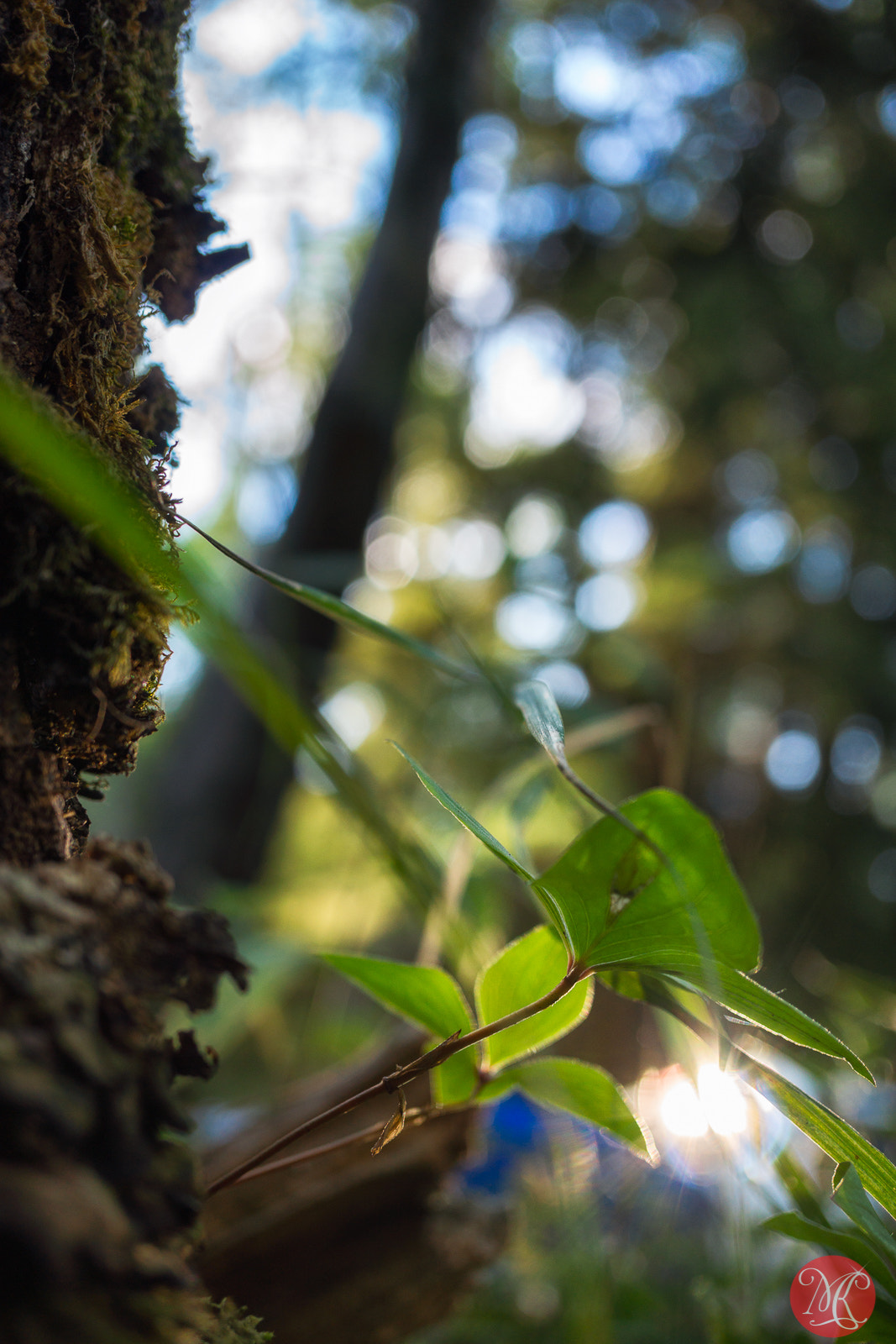 Sony Alpha NEX-7 + Sony E 30mm F3.5 Macro sample photo. In the forest 5 photography