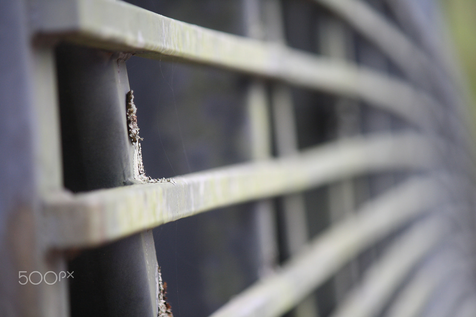 Canon EOS 1000D (EOS Digital Rebel XS / EOS Kiss F) sample photo. Liken the lichen photography