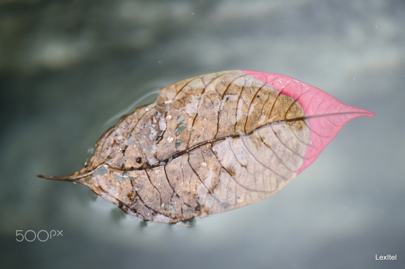 Canon EOS 1000D (EOS Digital Rebel XS / EOS Kiss F) sample photo. Last colors photography