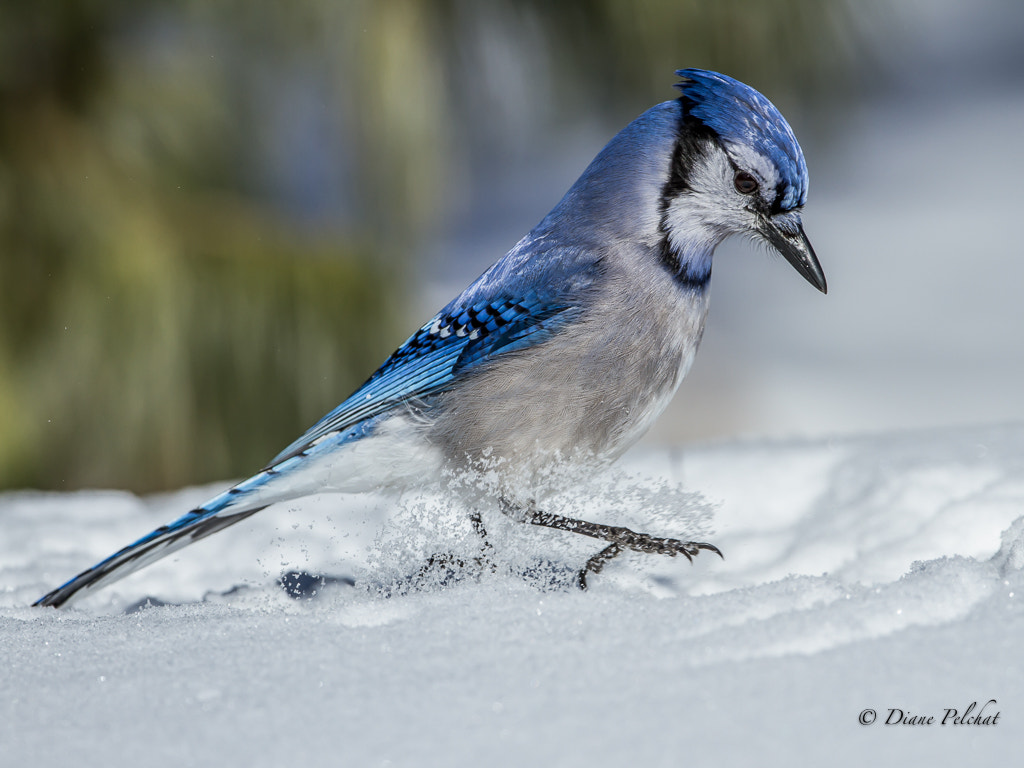 Canon EOS 7D + Canon EF 300mm F2.8L IS II USM sample photo. Blue jay photography